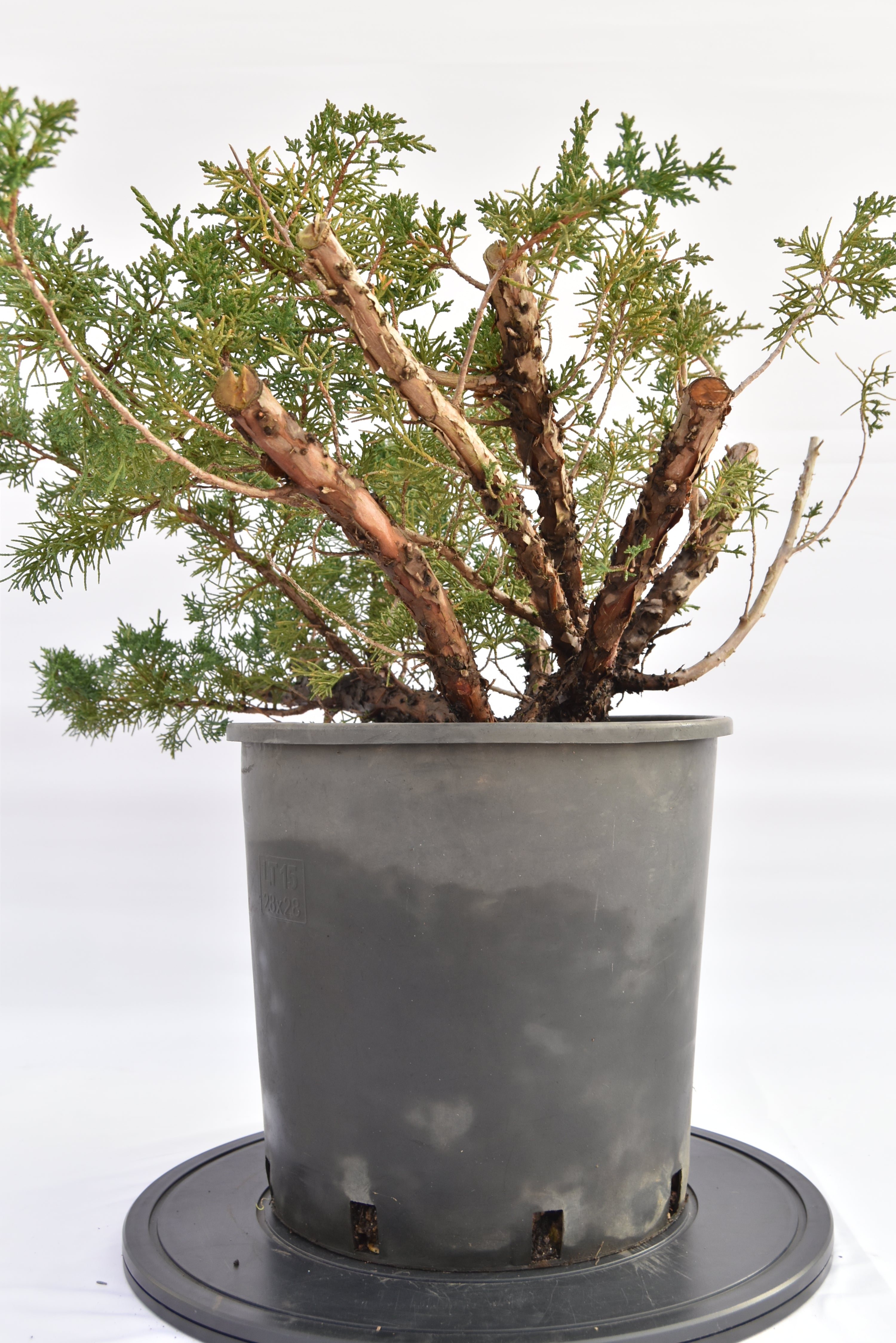 Ginepro Kishu € 150 | La Gemma del bonsai