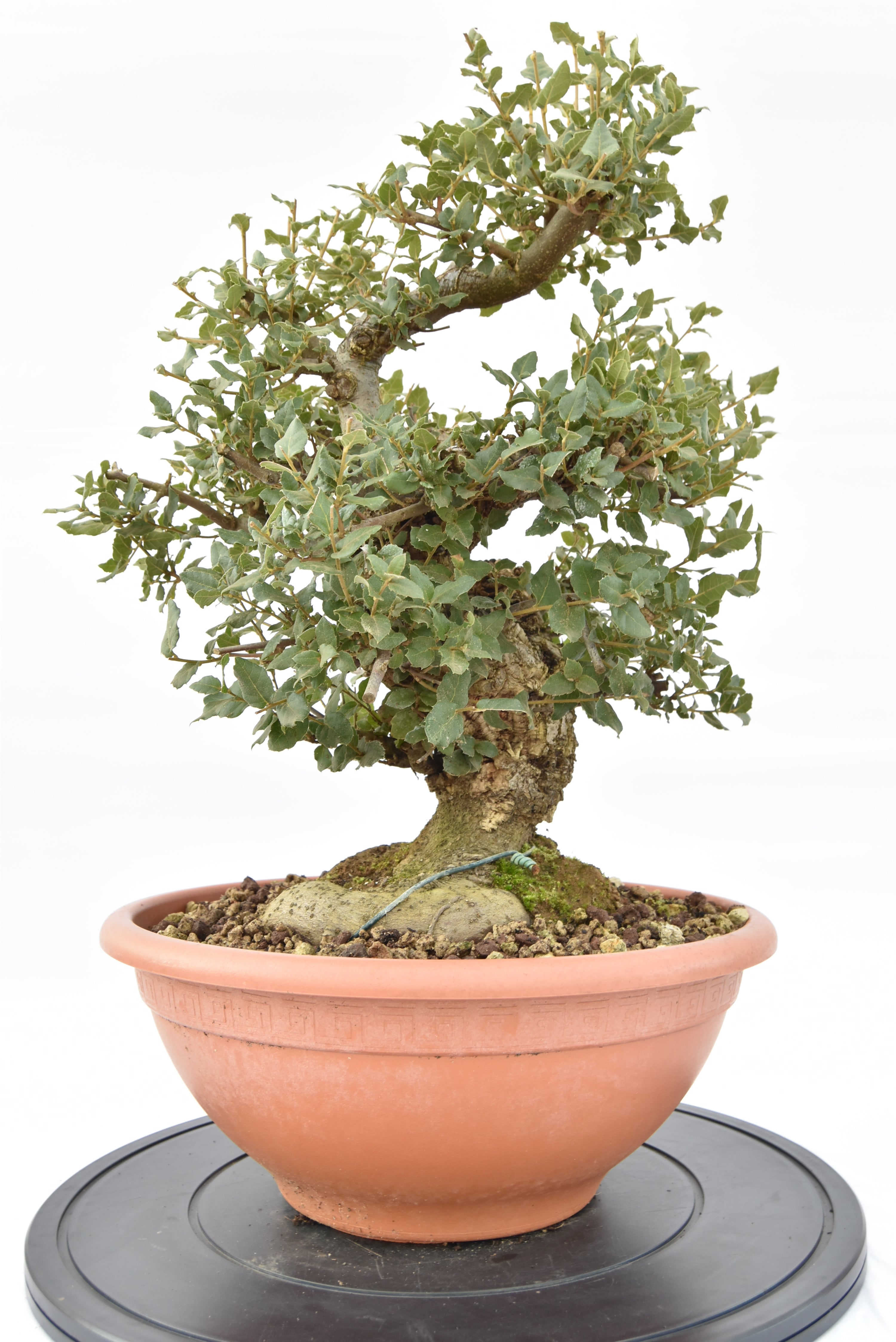 Quercia Sughera €380 | La Gemma del bonsai