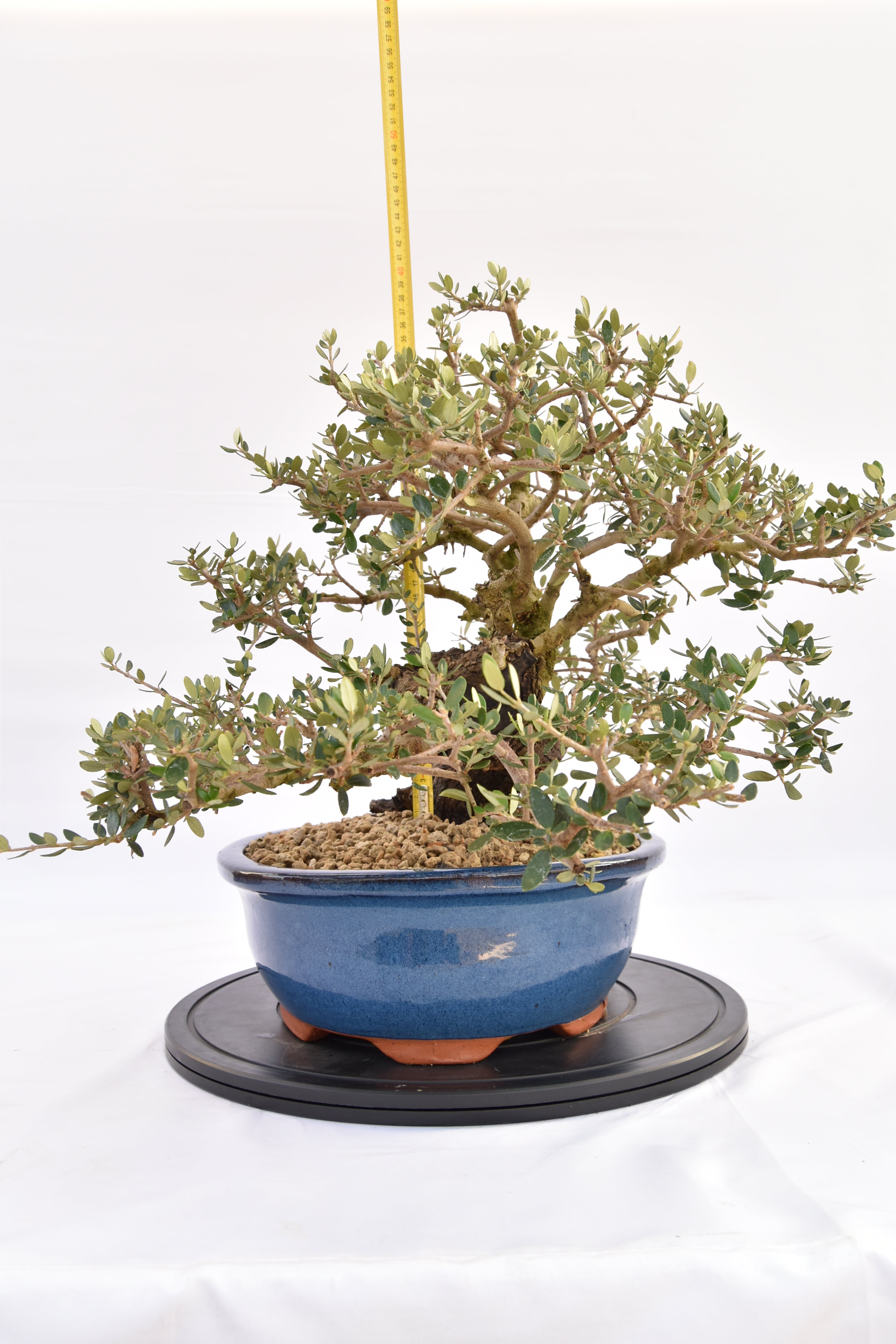 Olivastro € 700 | La Gemma del bonsai