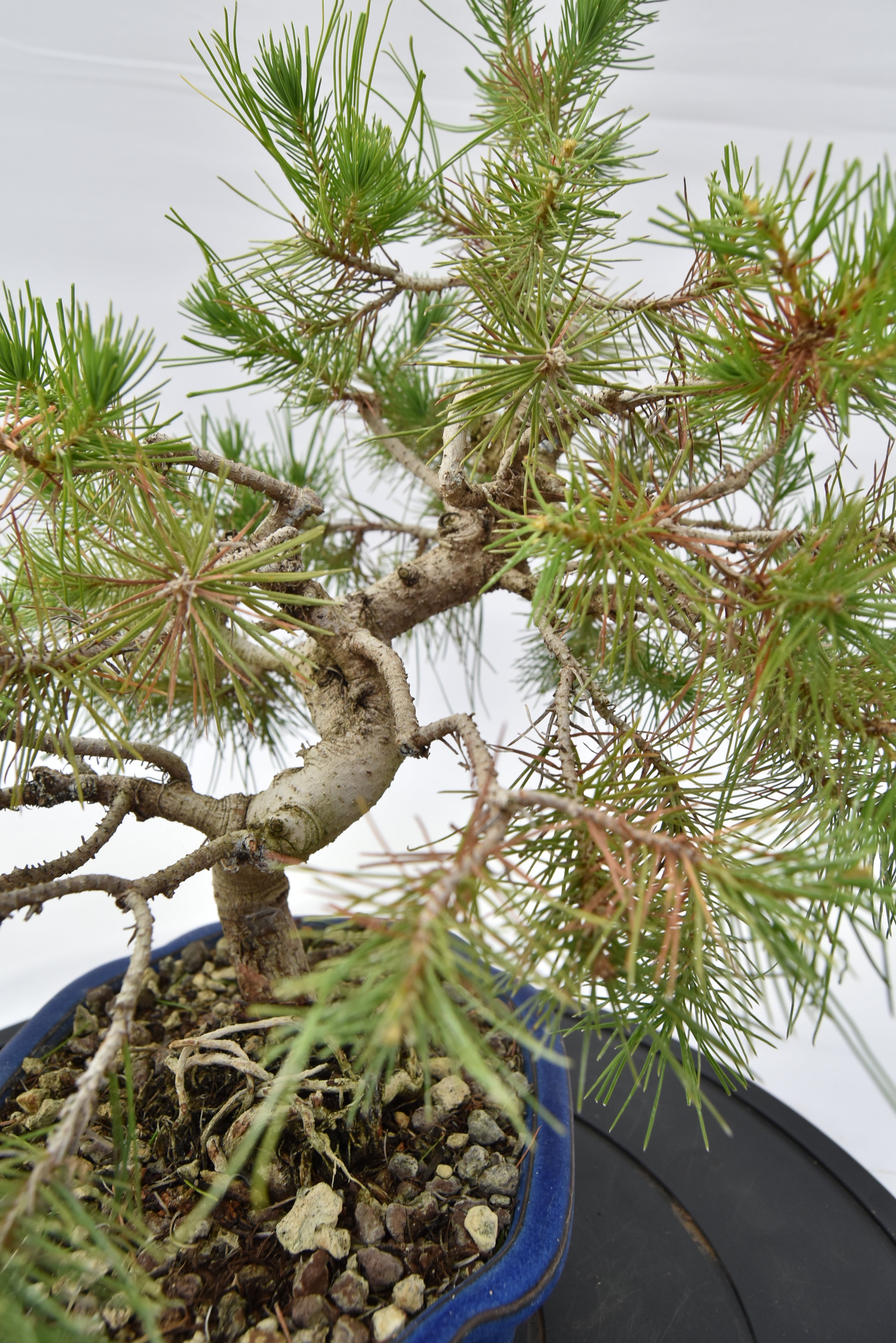 Pino Aleppo € 160 | La Gemma del bonsai