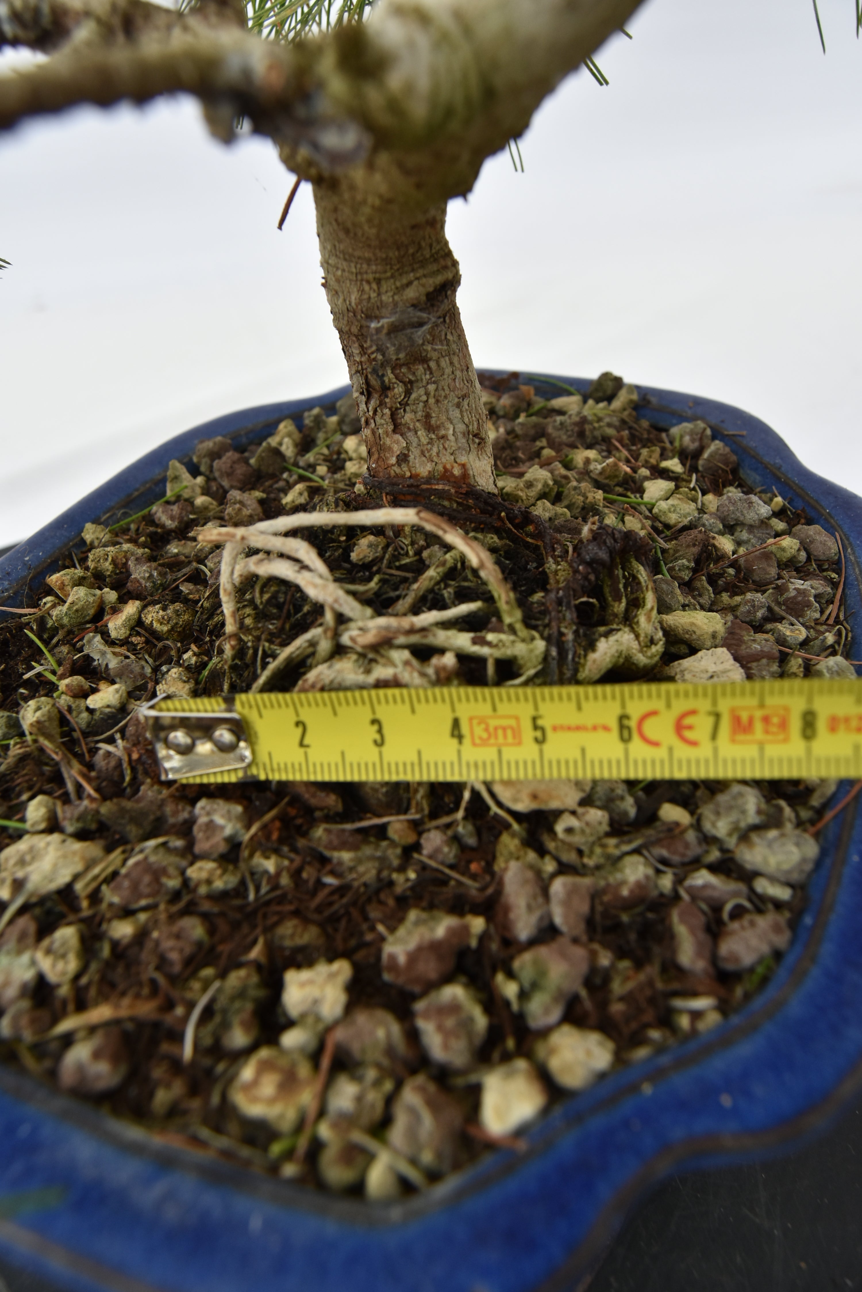 Pino Aleppo € 160 | La Gemma del bonsai