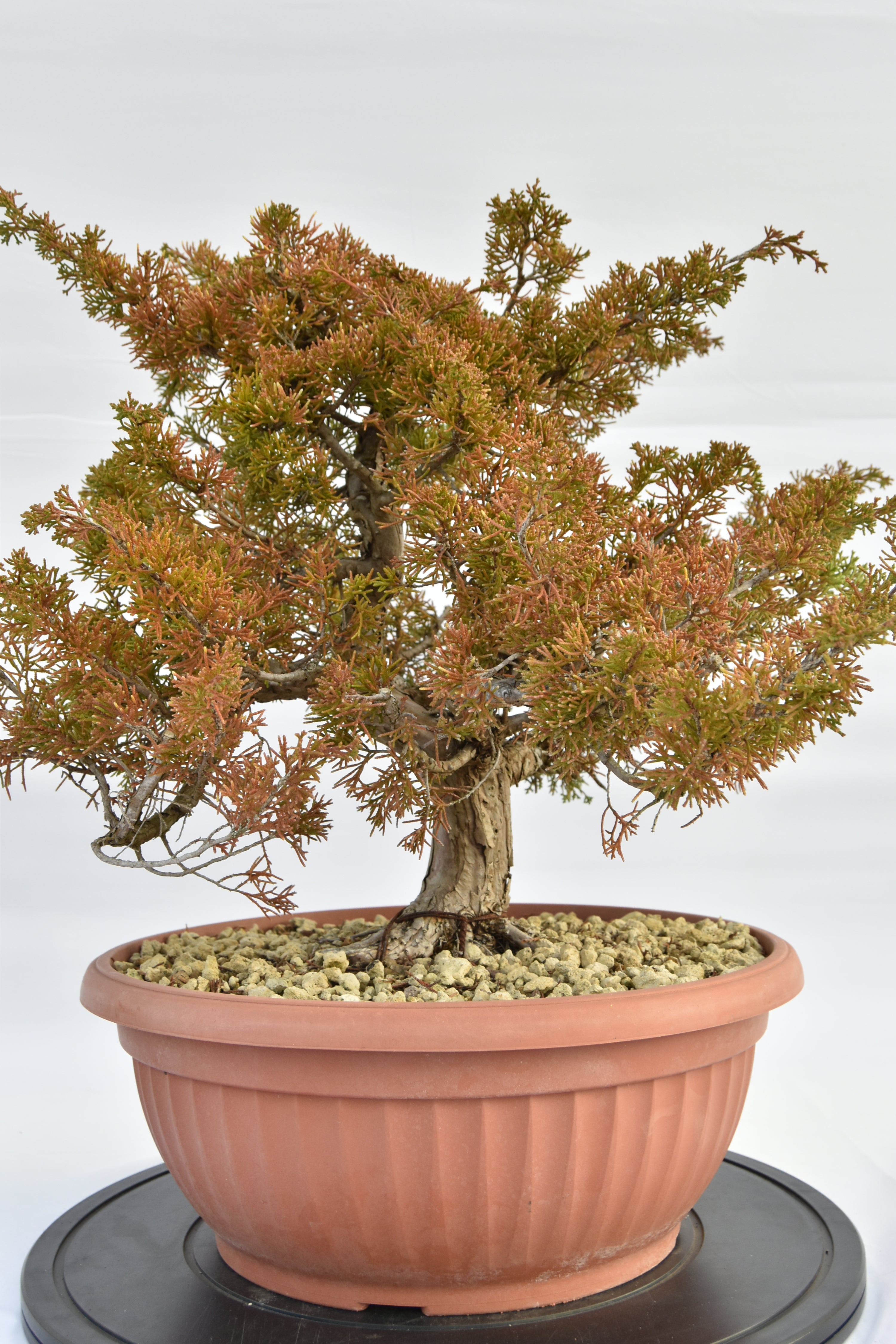 Ginepro Itoigawa € 380 | La Gemma del bonsai