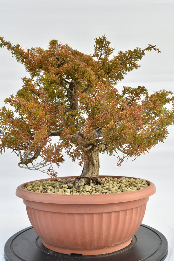Ginepro Itoigawa € 380 | La Gemma del bonsai