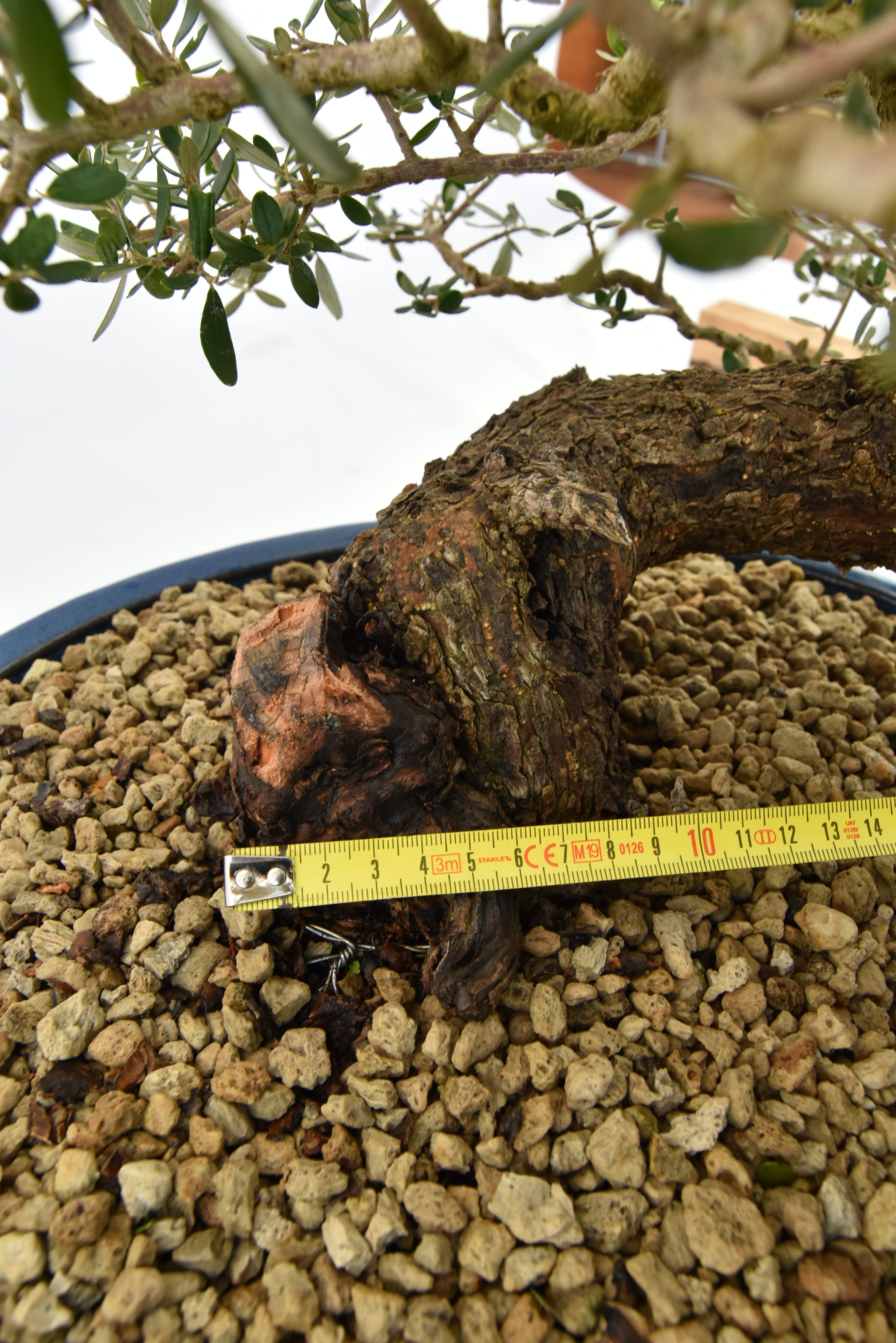 Olivastro € 700 | La Gemma del bonsai