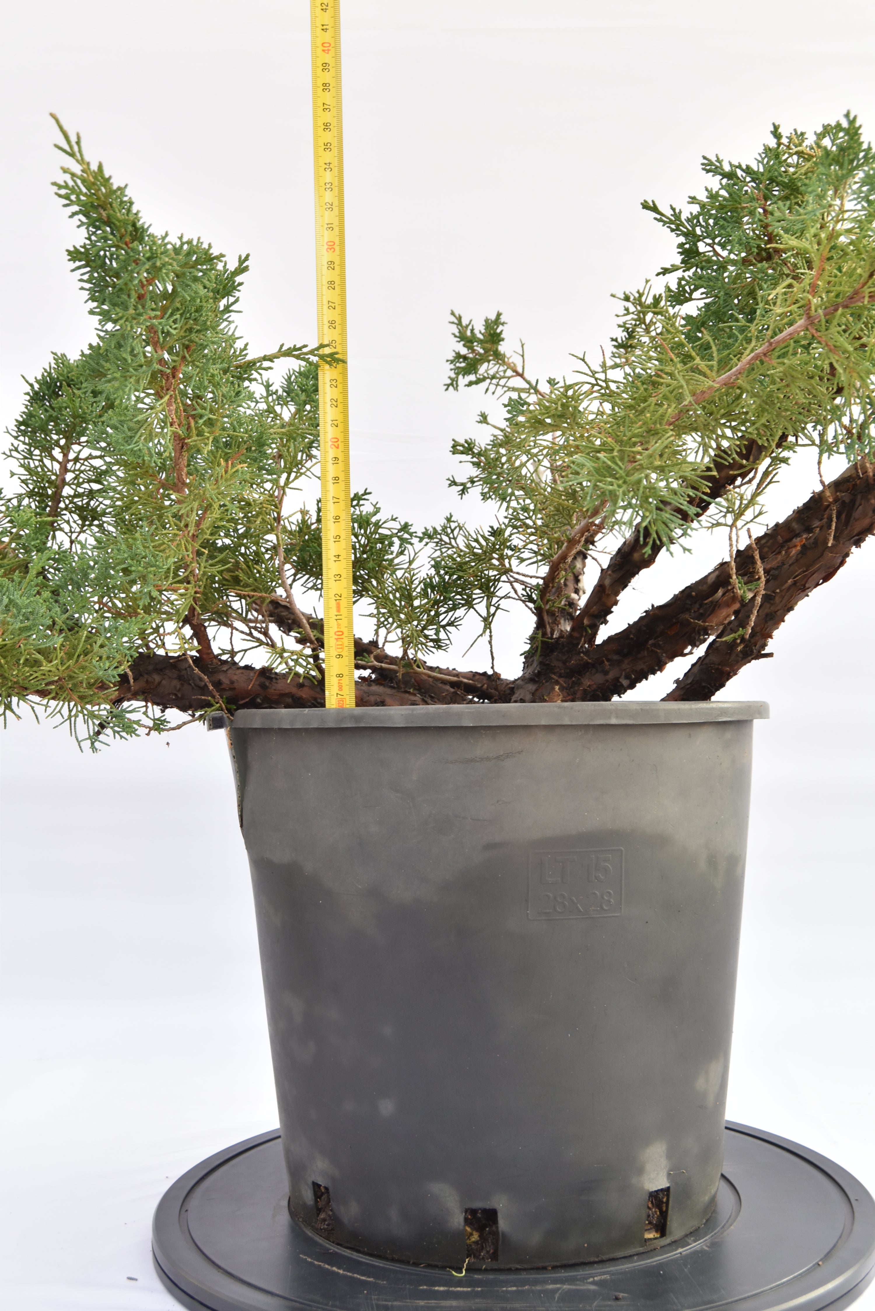 Ginepro Kishu € 150 | La Gemma del bonsai