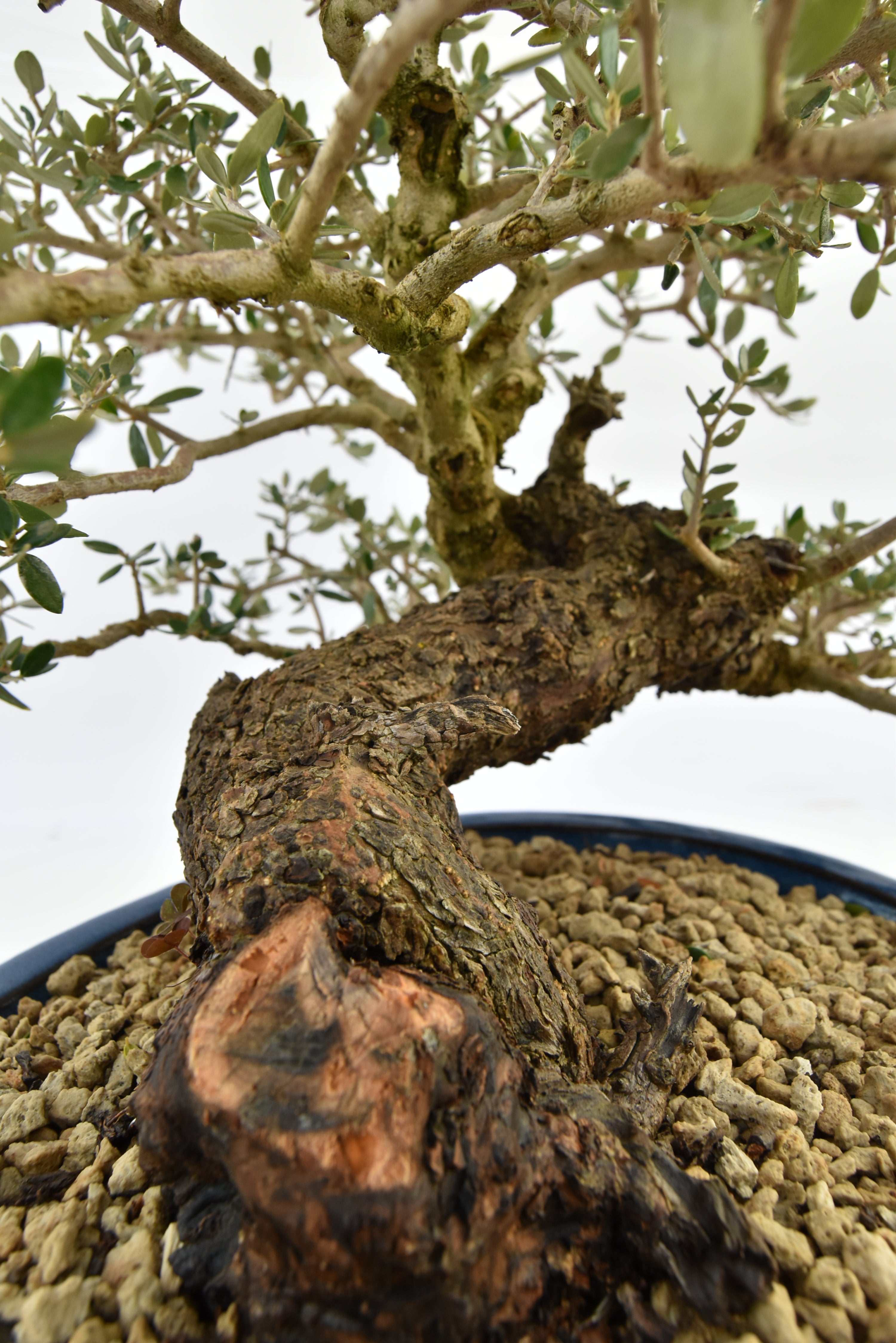 Olivastro € 700 | La Gemma del bonsai