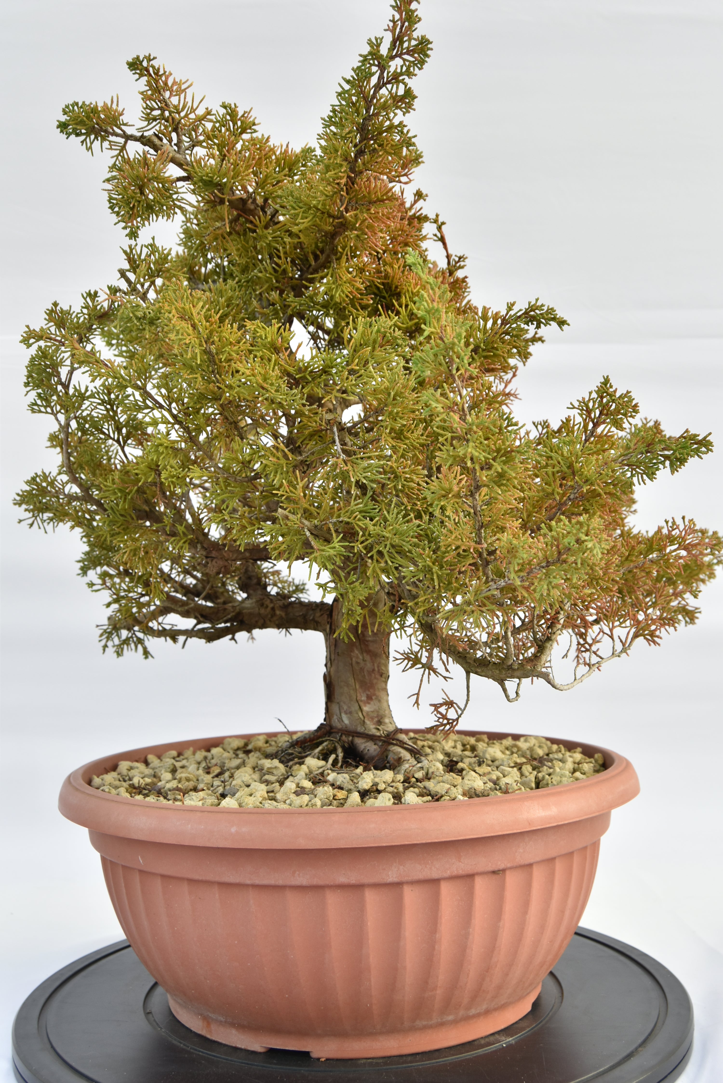 Ginepro Itoigawa € 380 | La Gemma del bonsai