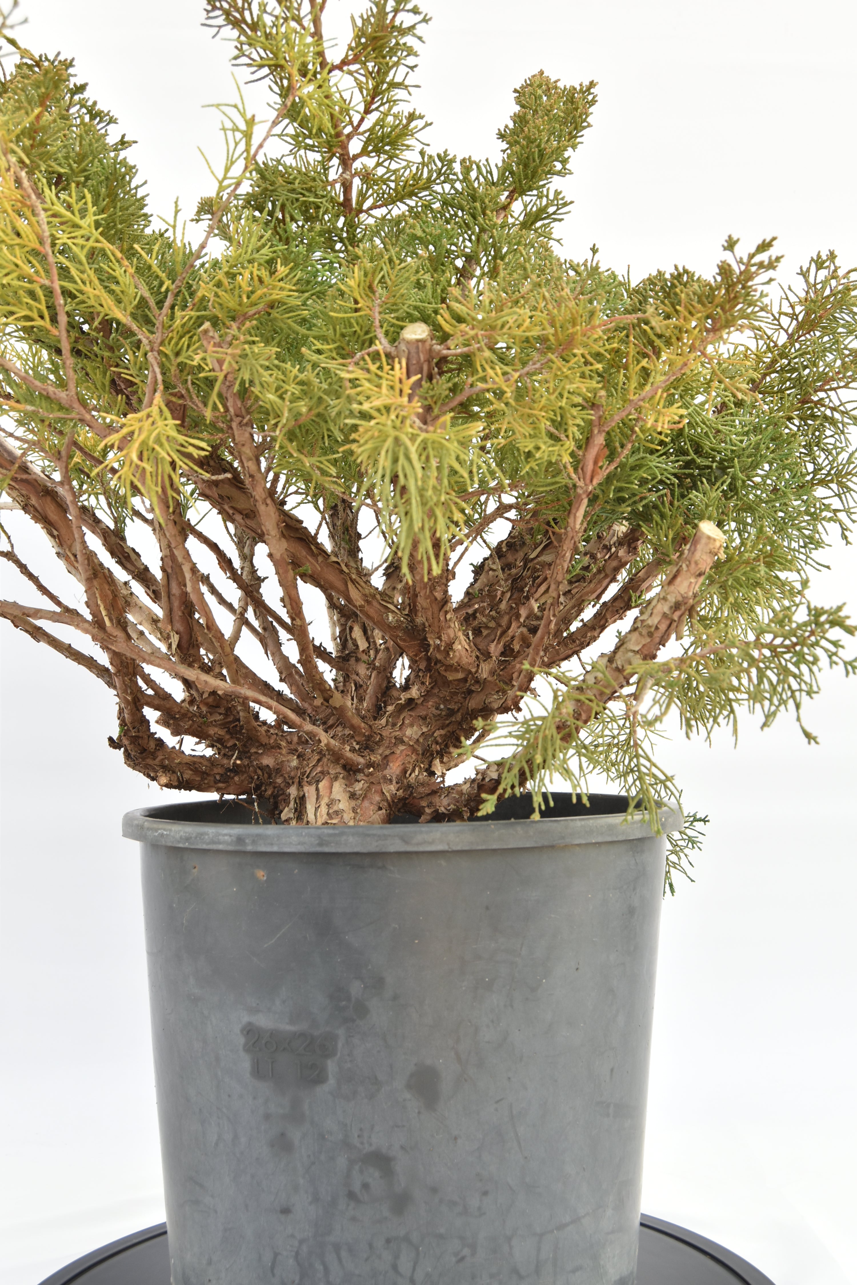 Ginepro Kishu €150 | La Gemma del bonsai