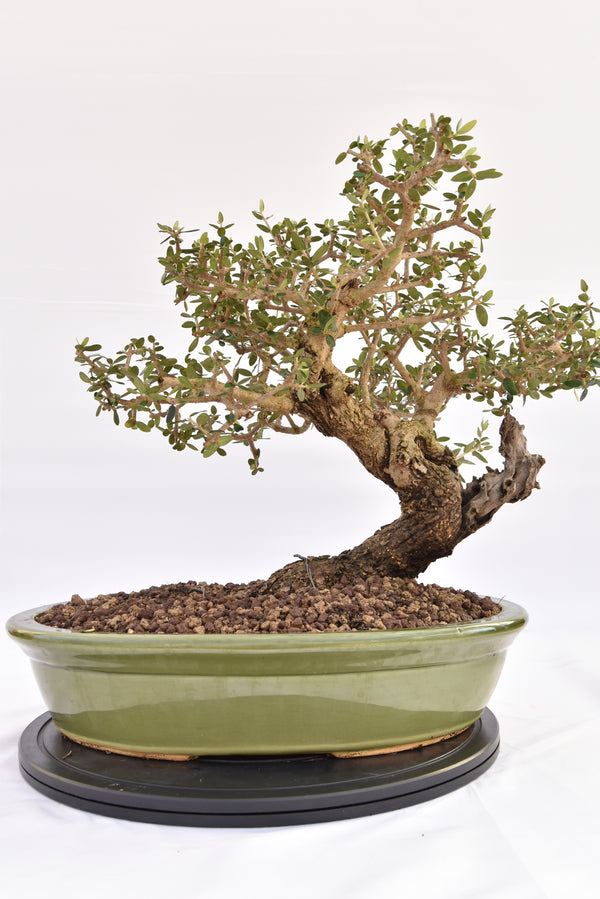 Olivastro € 450 | La Gemma del bonsai