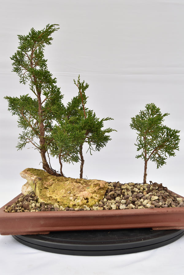 Zattera Kishu € 250 | La Gemma del bonsai