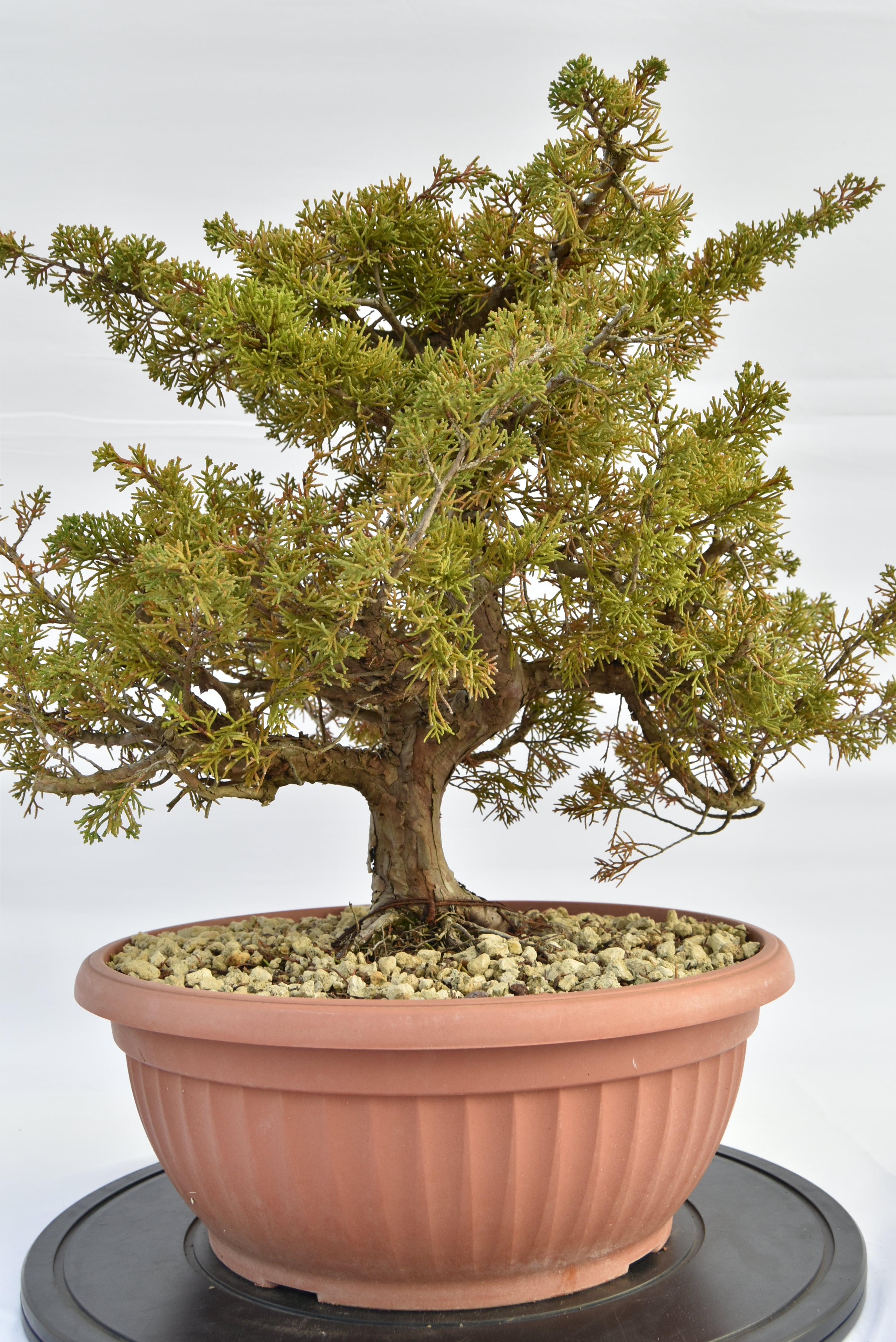 Ginepro Itoigawa € 380 | La Gemma del bonsai