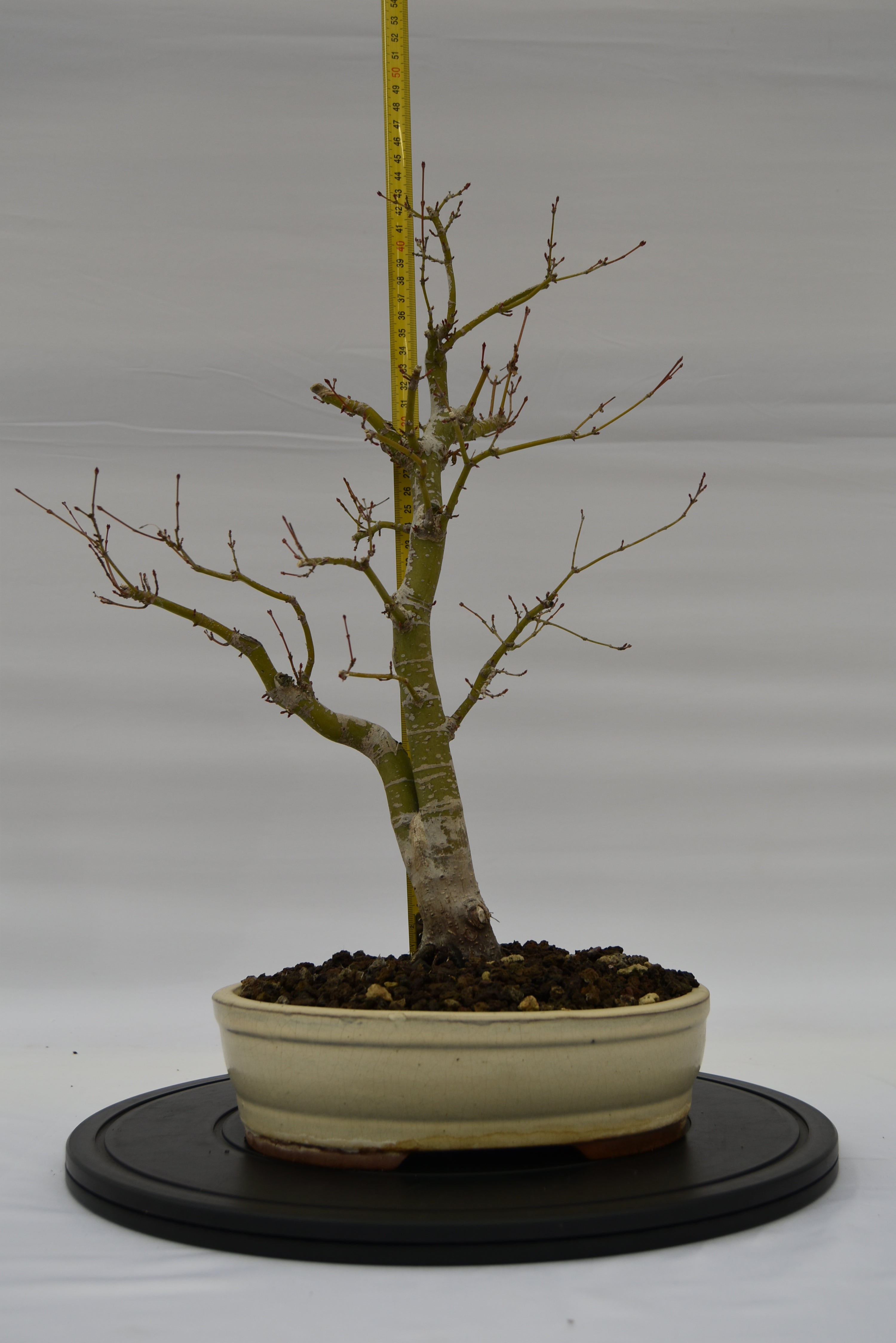Acero Katsura € 150 | La Gemma del bonsai