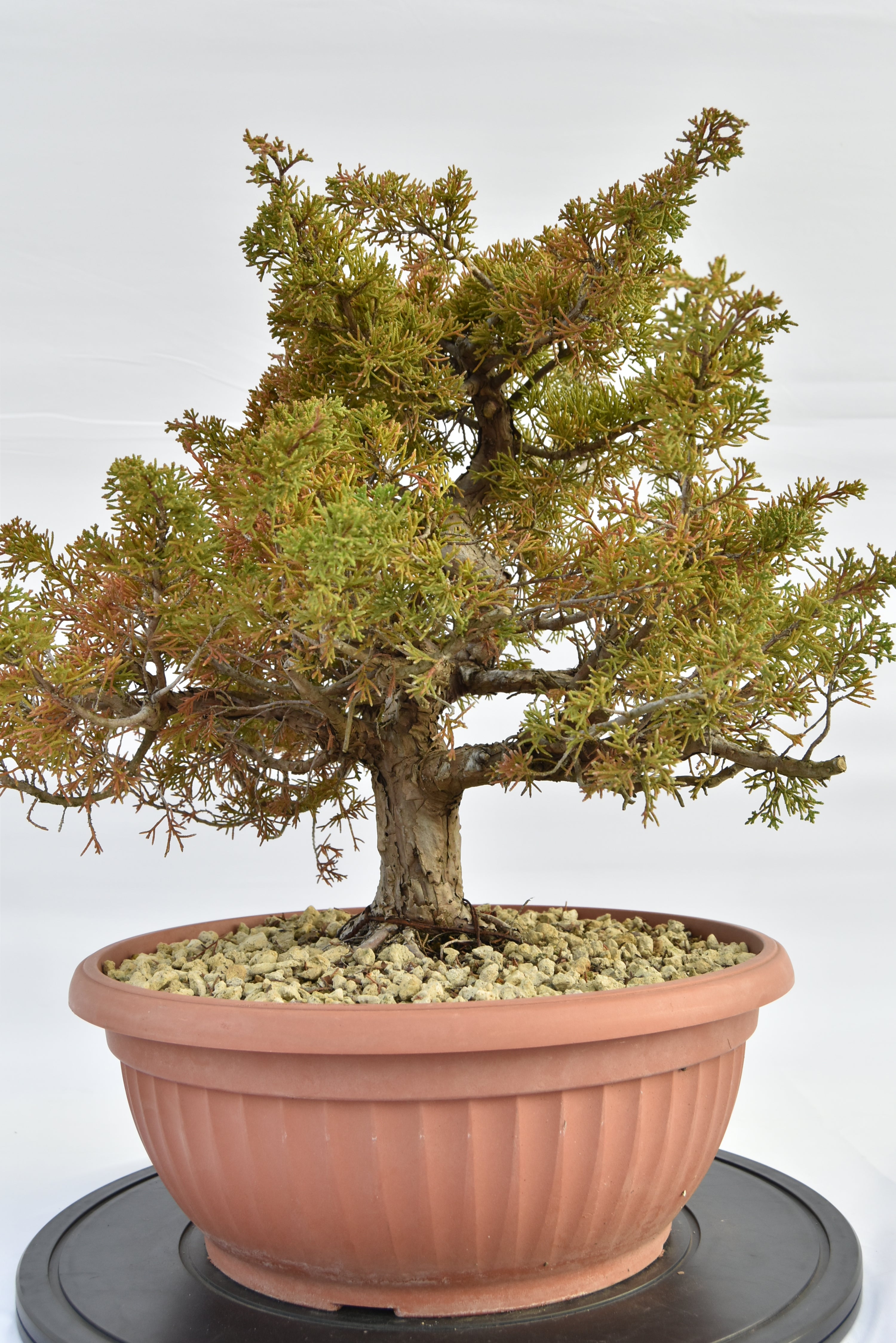 Ginepro Itoigawa € 380 | La Gemma del bonsai