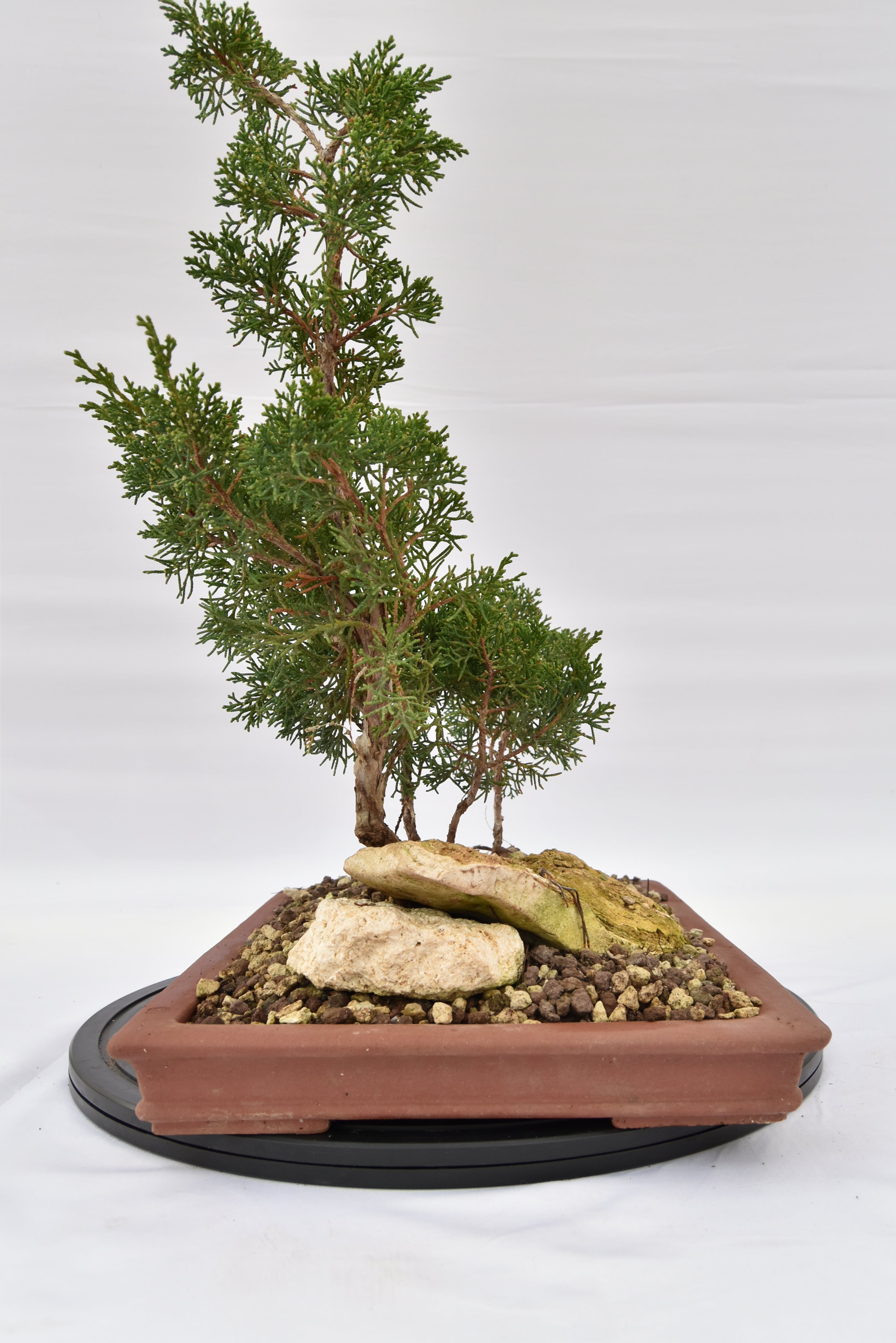 Zattera Kishu € 250 | La Gemma del bonsai