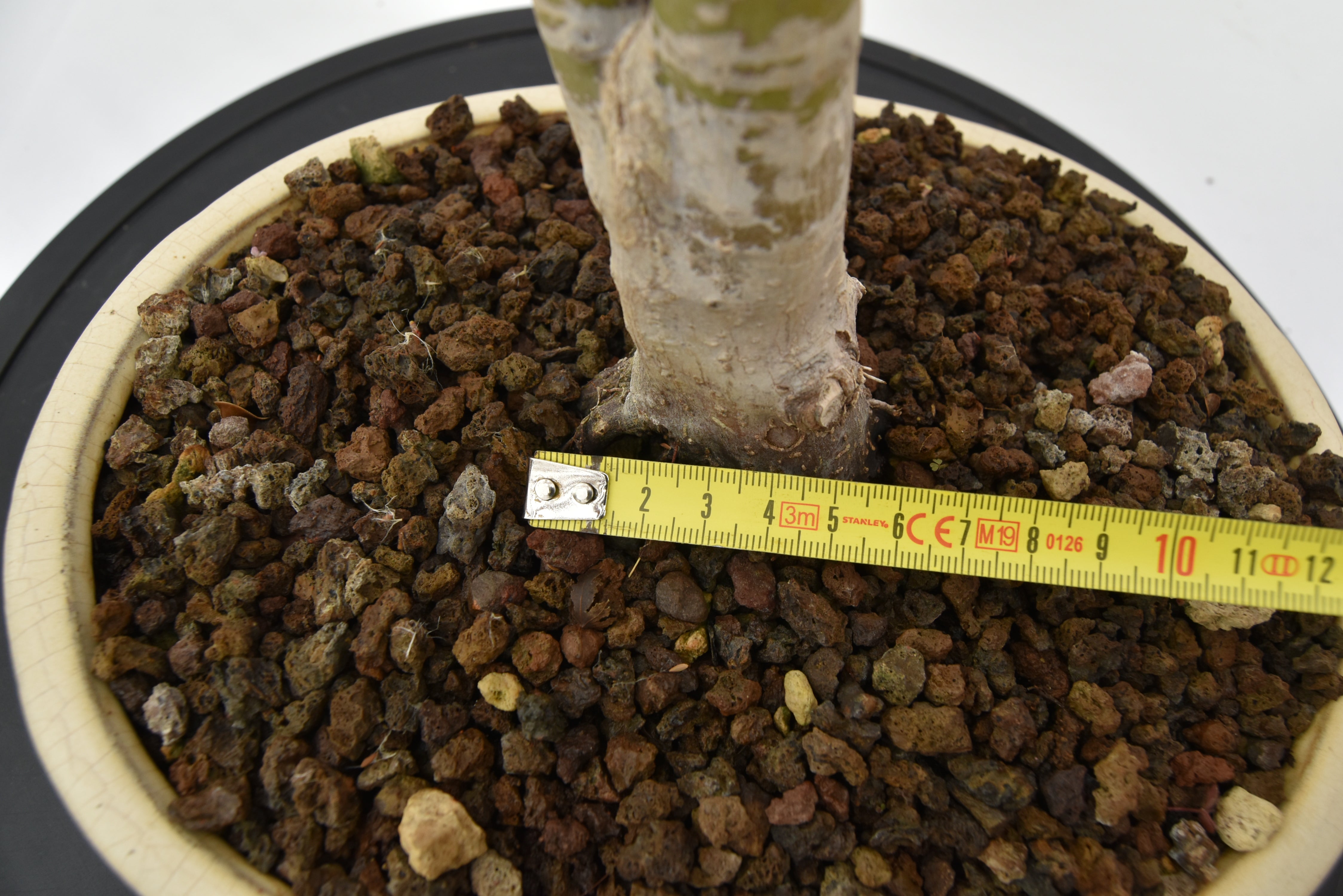 Acero Katsura € 150 | La Gemma del bonsai