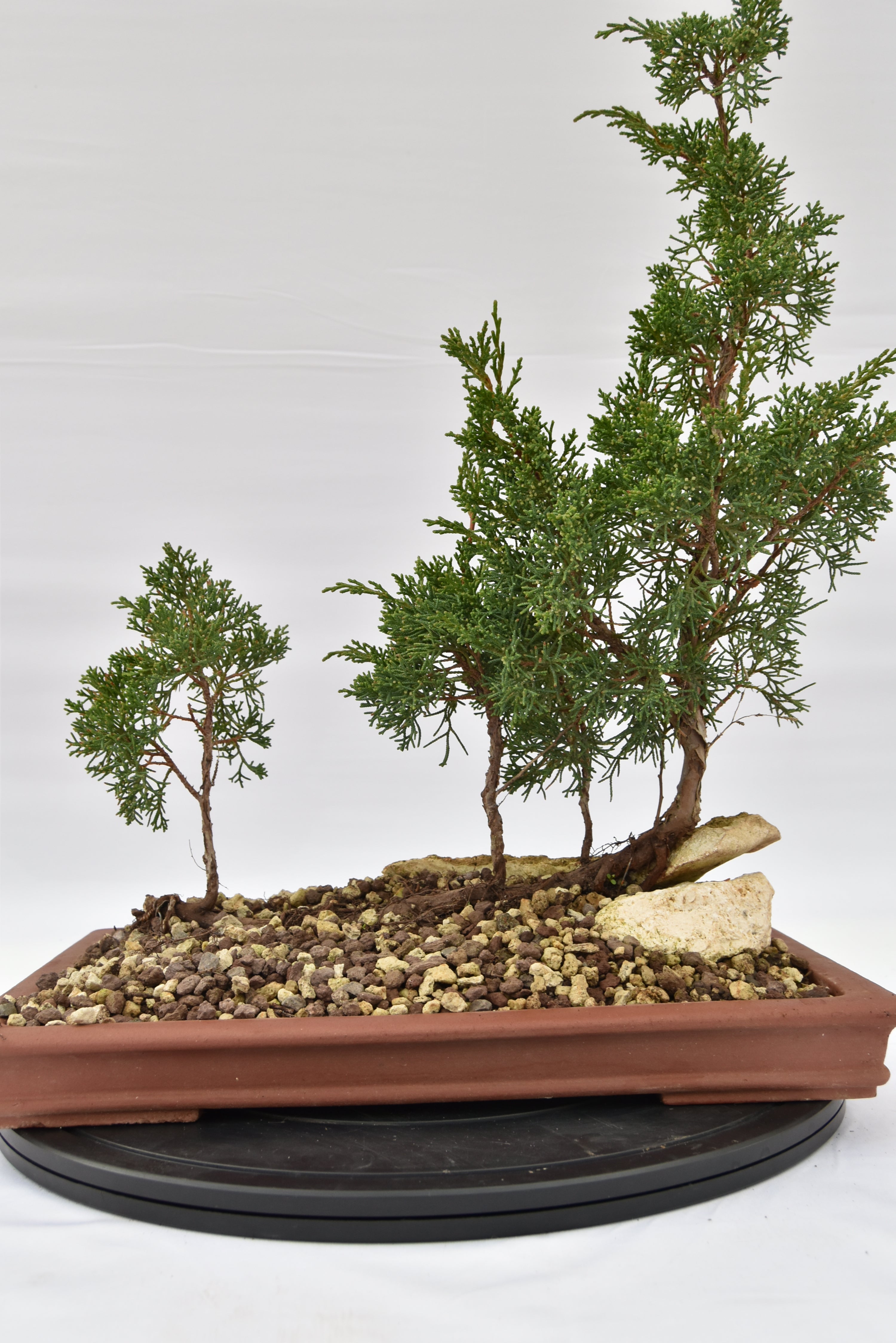 Zattera Kishu € 250 | La Gemma del bonsai