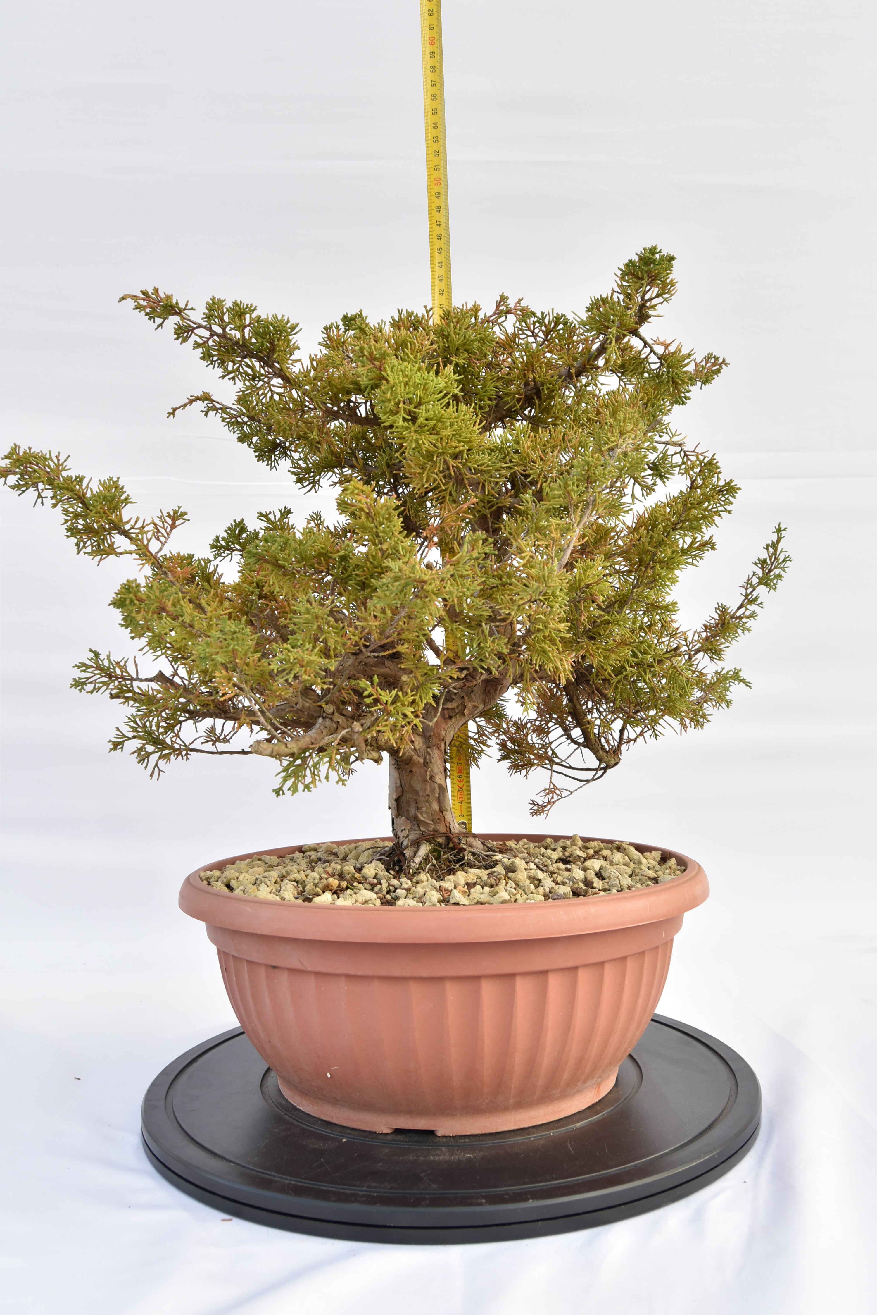 Ginepro Itoigawa € 380 | La Gemma del bonsai