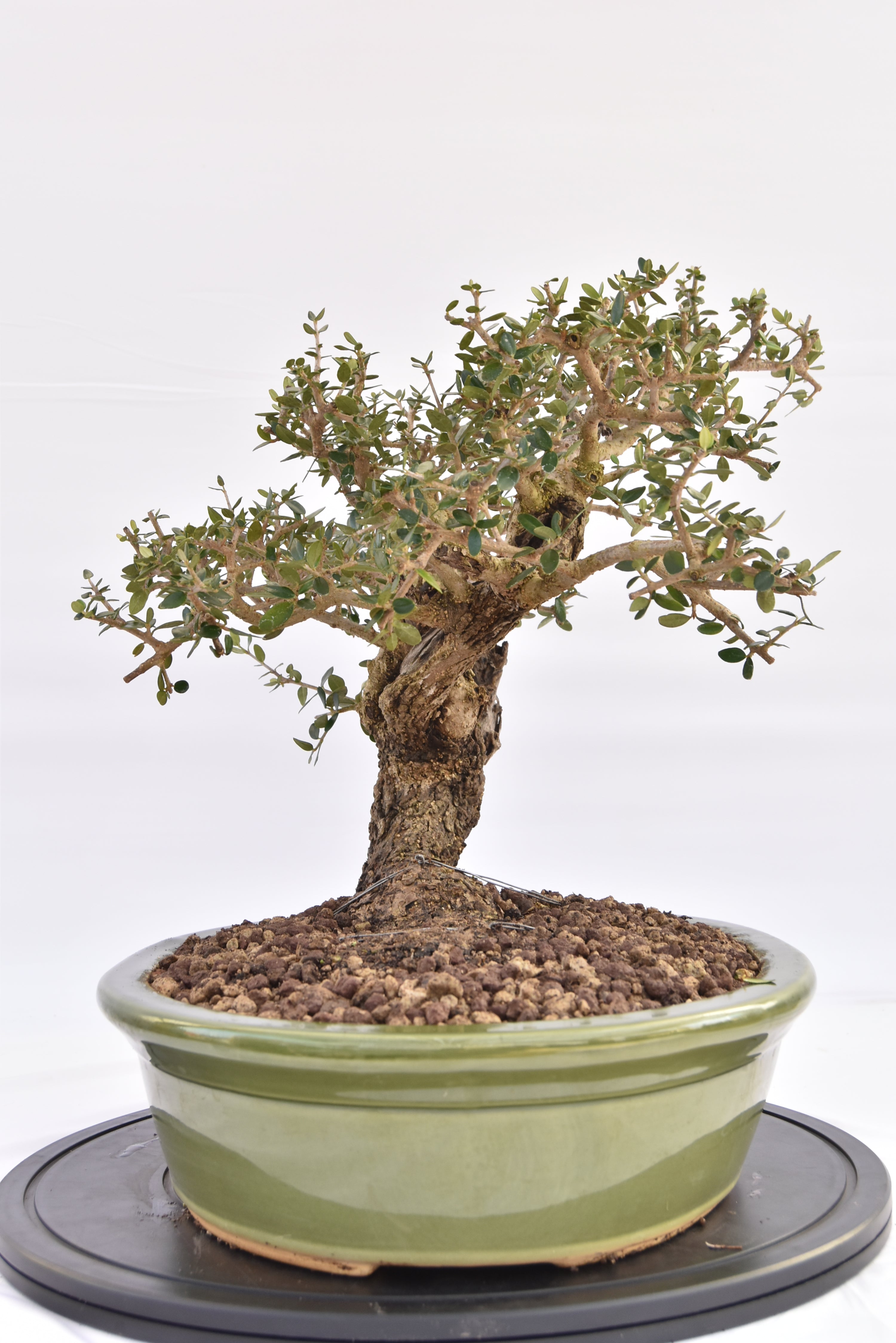 Olivastro € 450 | La Gemma del bonsai