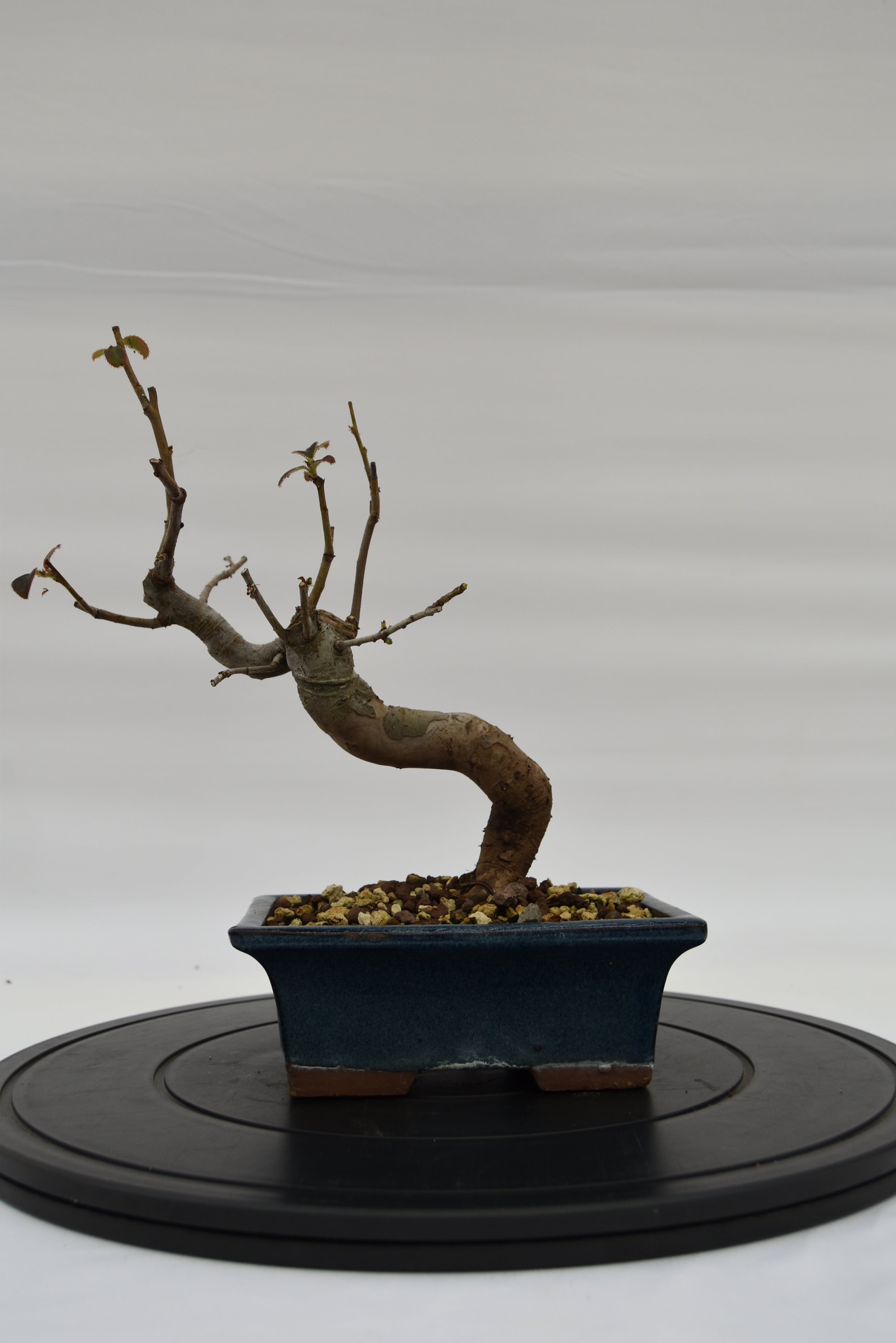 Pseudocydonia € 120 | La Gemma del bonsai