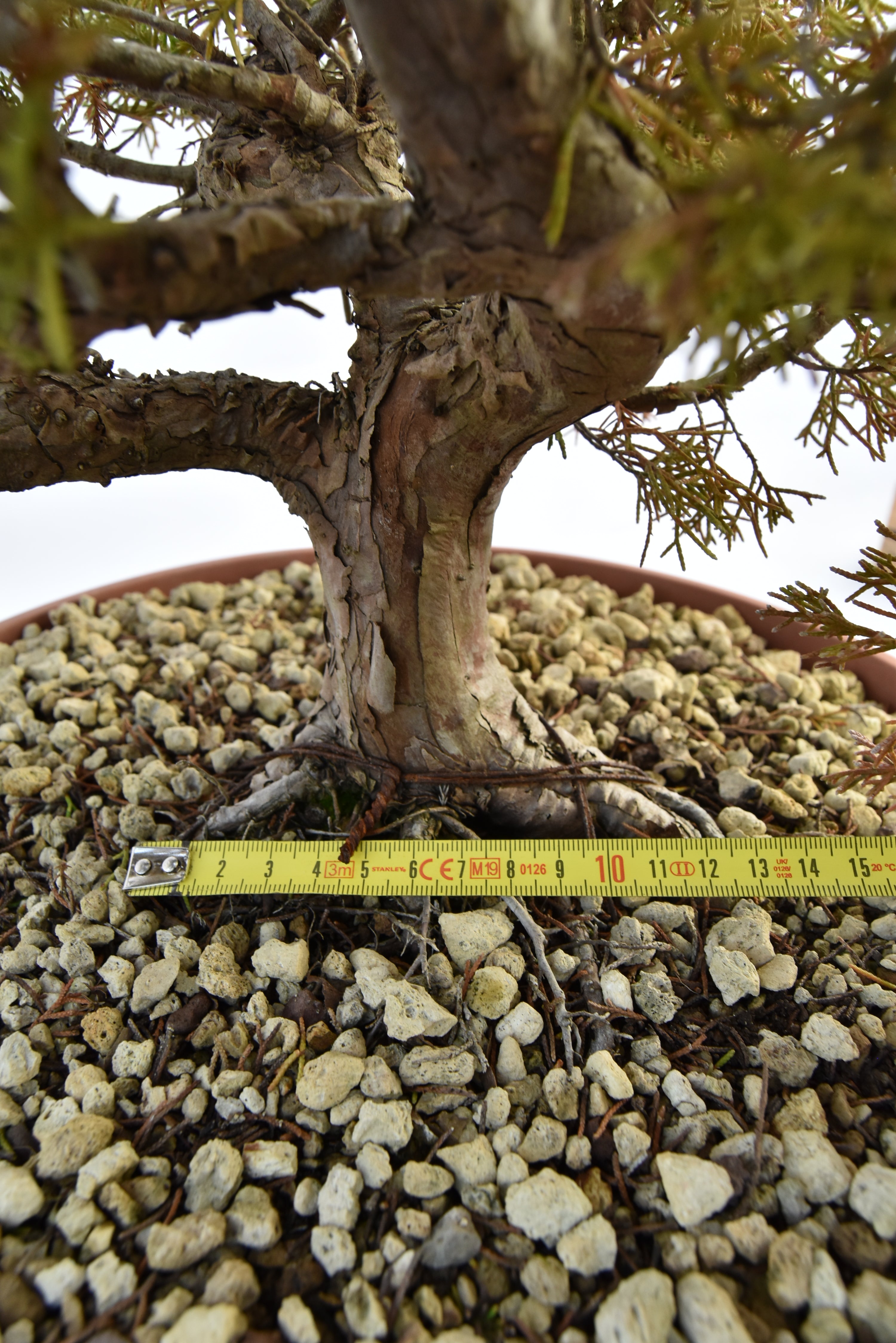 Ginepro Itoigawa € 380 | La Gemma del bonsai