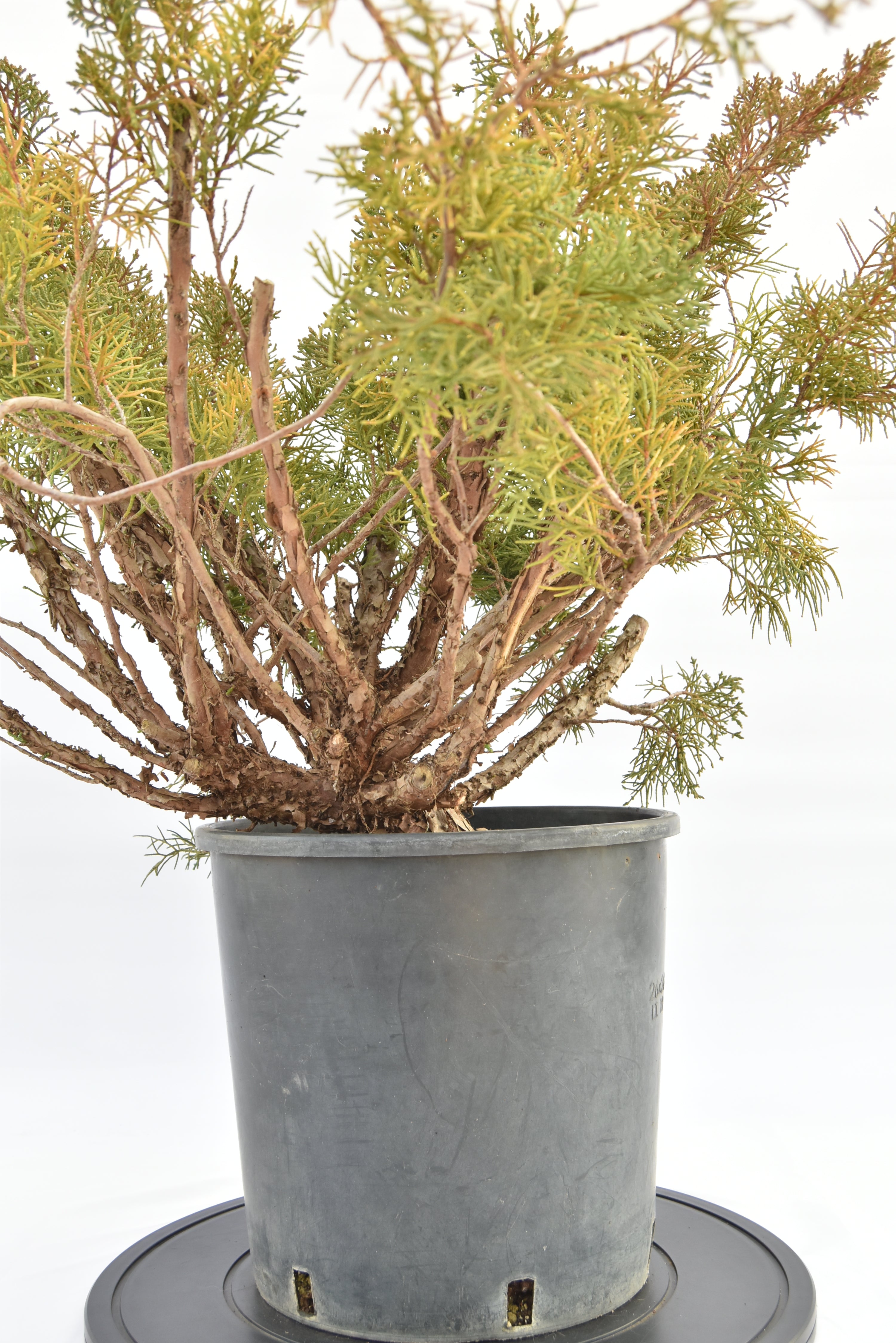 Ginepro Kishu €150 | La Gemma del bonsai