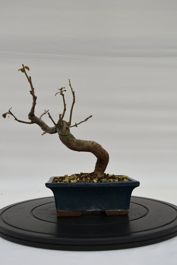 Pseudocydonia € 120 | La Gemma del bonsai