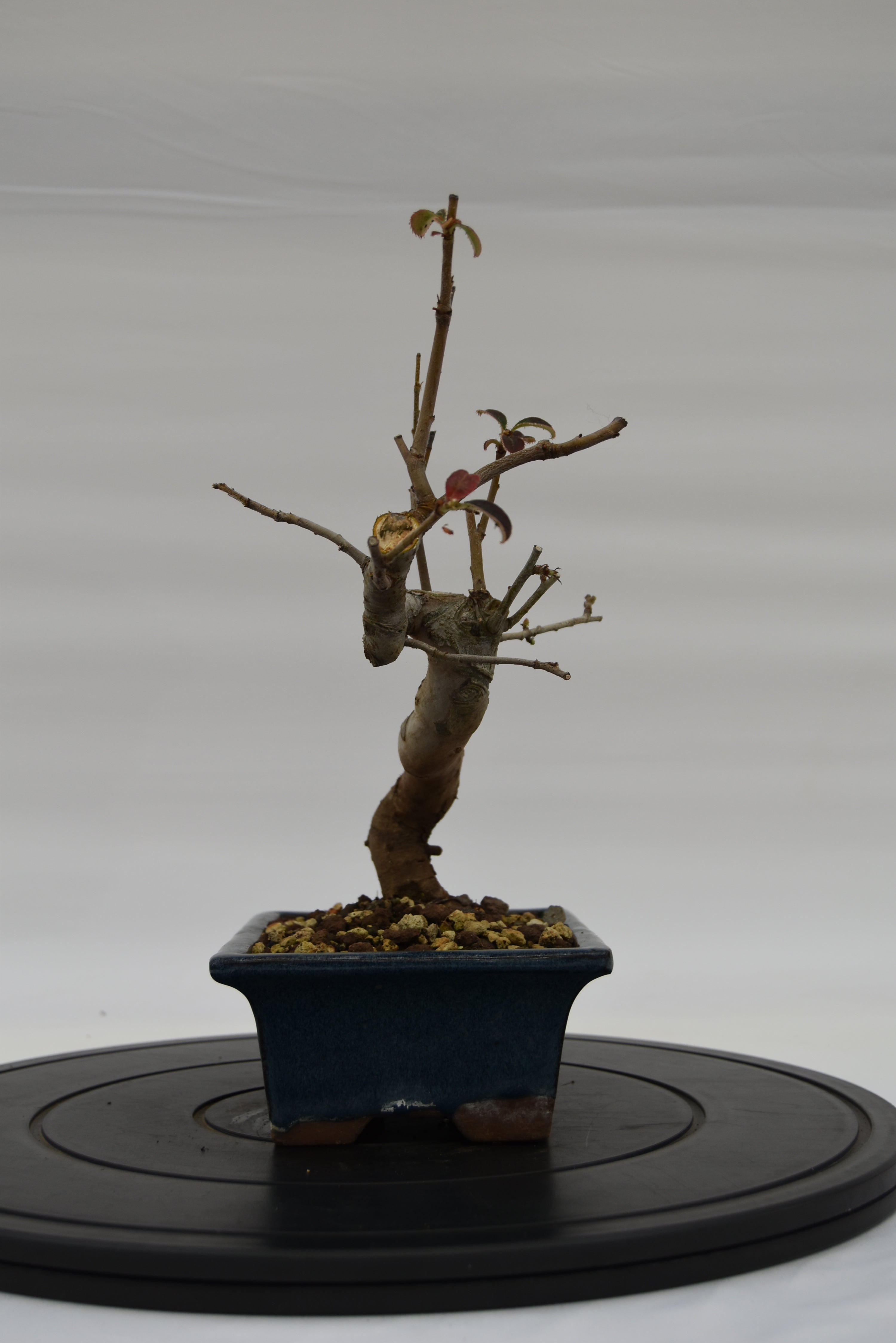 Pseudocydonia € 120 | La Gemma del bonsai