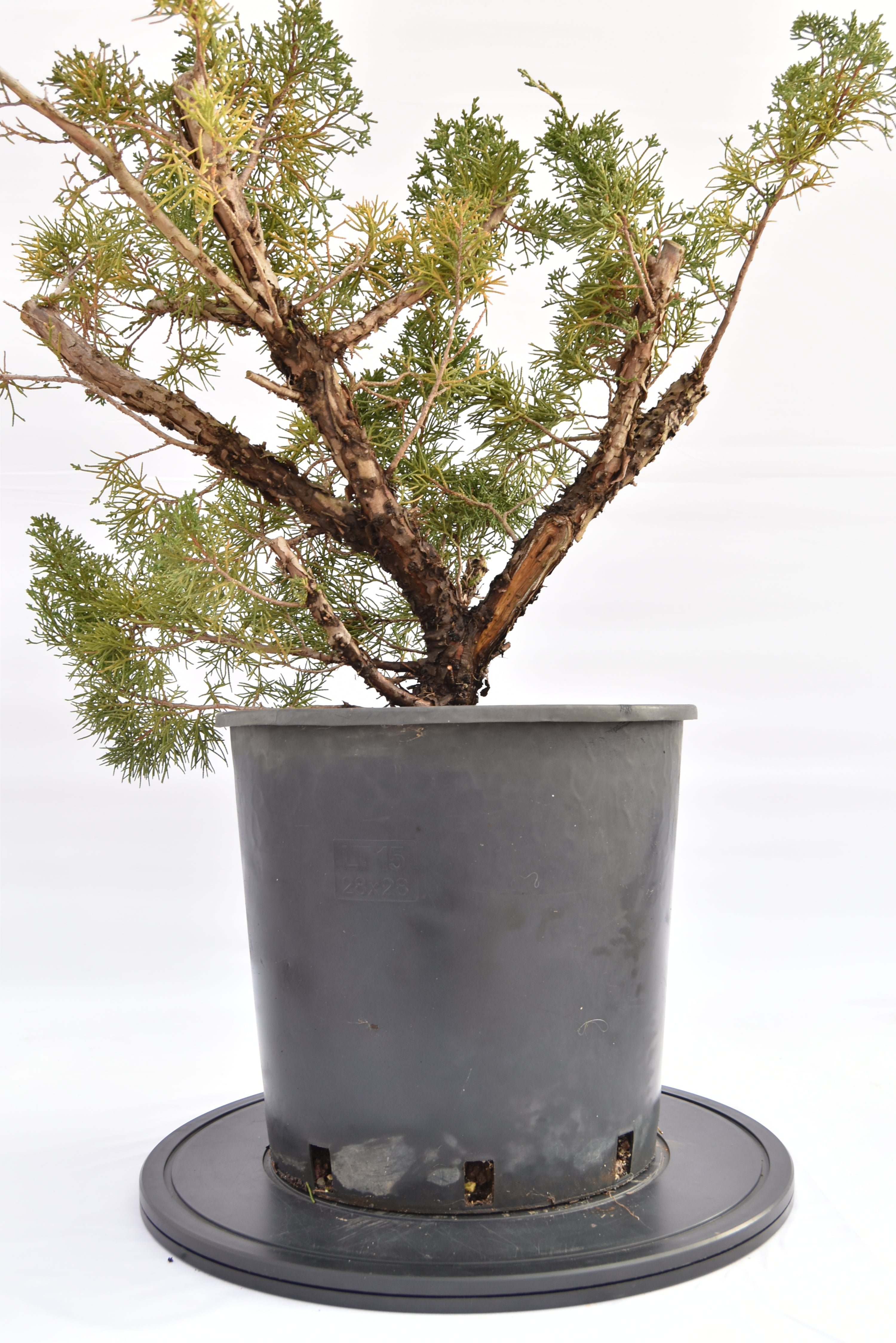 Ginepro Kishu € 150 | La Gemma del bonsai