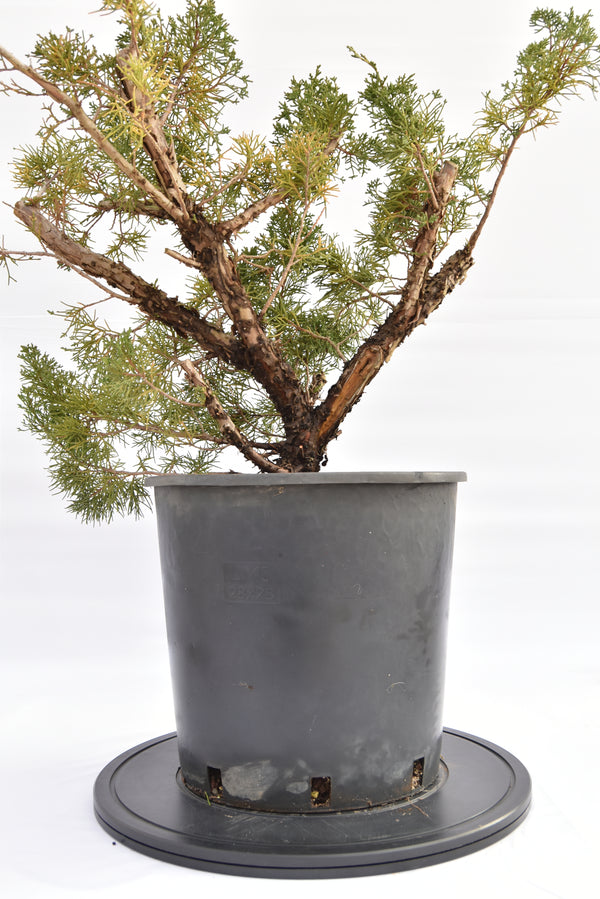 Ginepro Kishu € 150 | La Gemma del bonsai