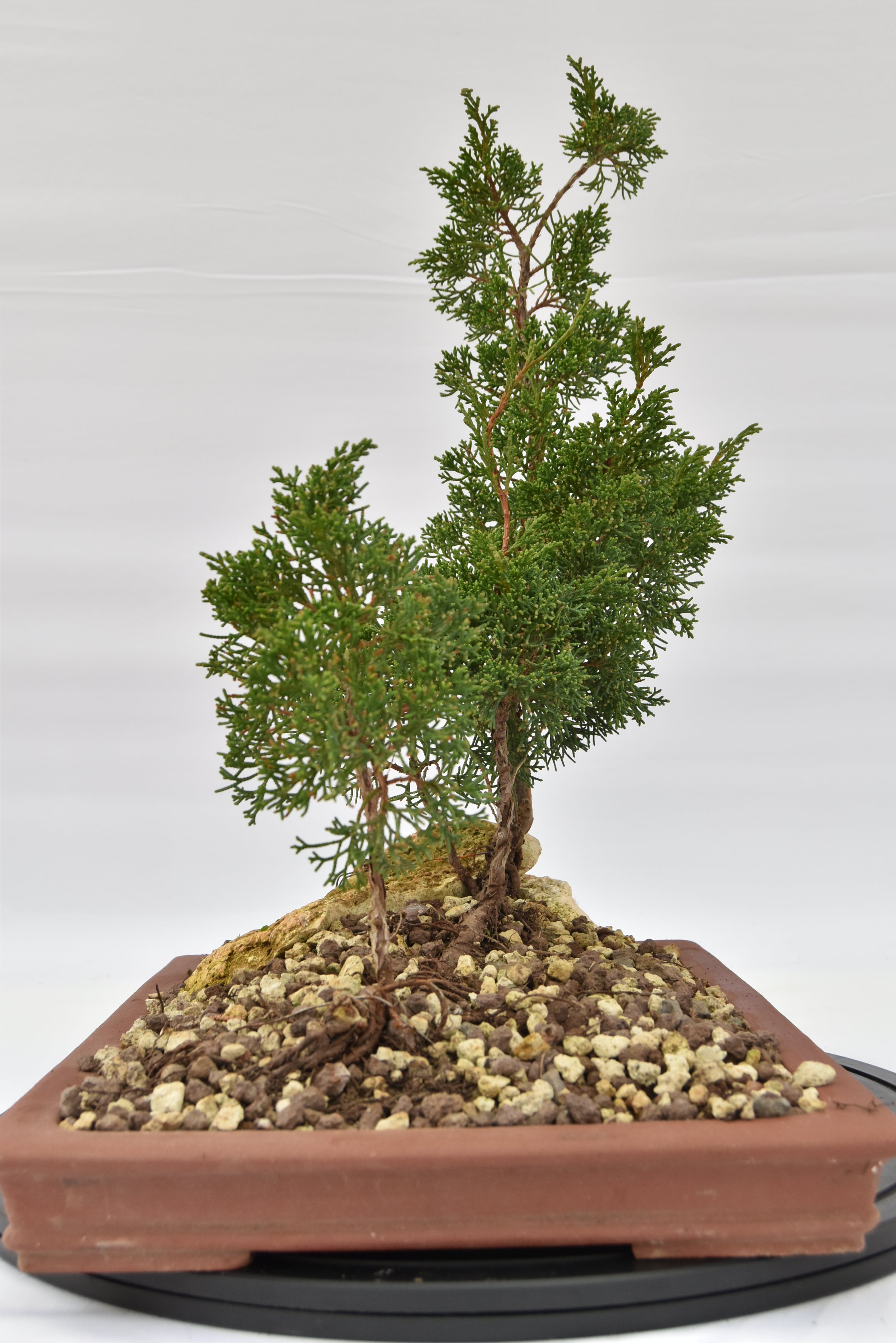 Zattera Kishu € 250 | La Gemma del bonsai