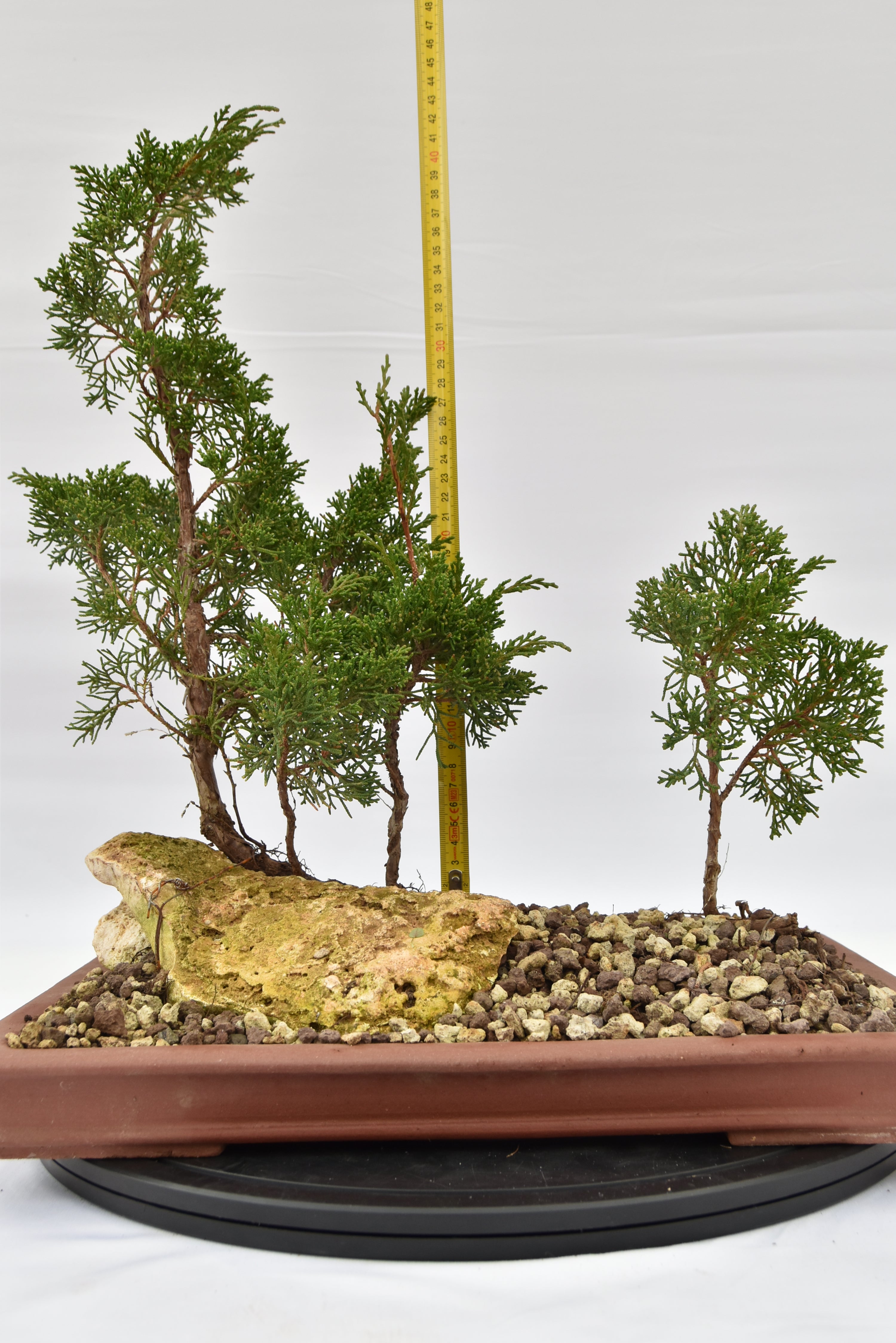 Zattera Kishu € 250 | La Gemma del bonsai