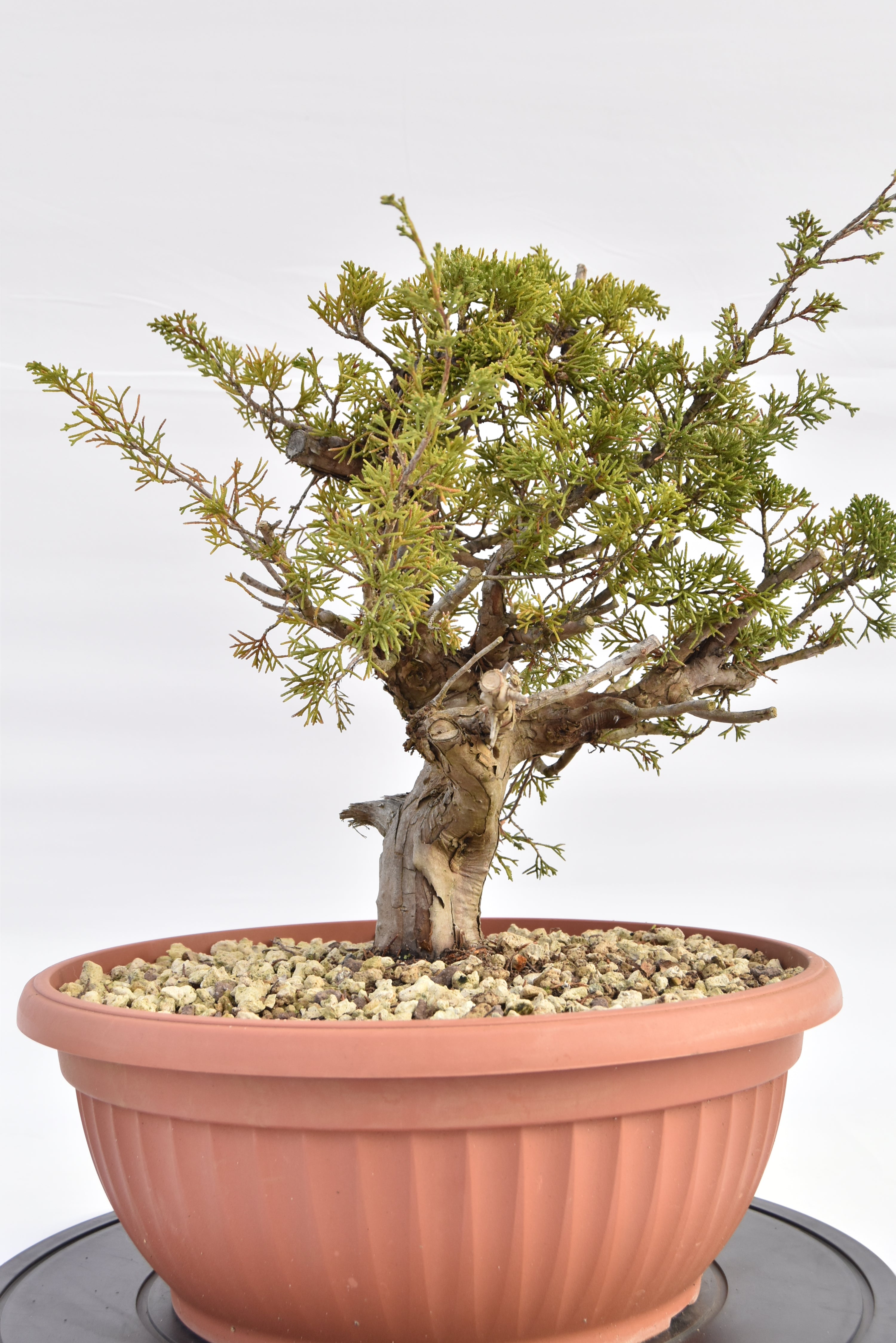 Ginepro Itoigawa €380 | La Gemma del bonsai