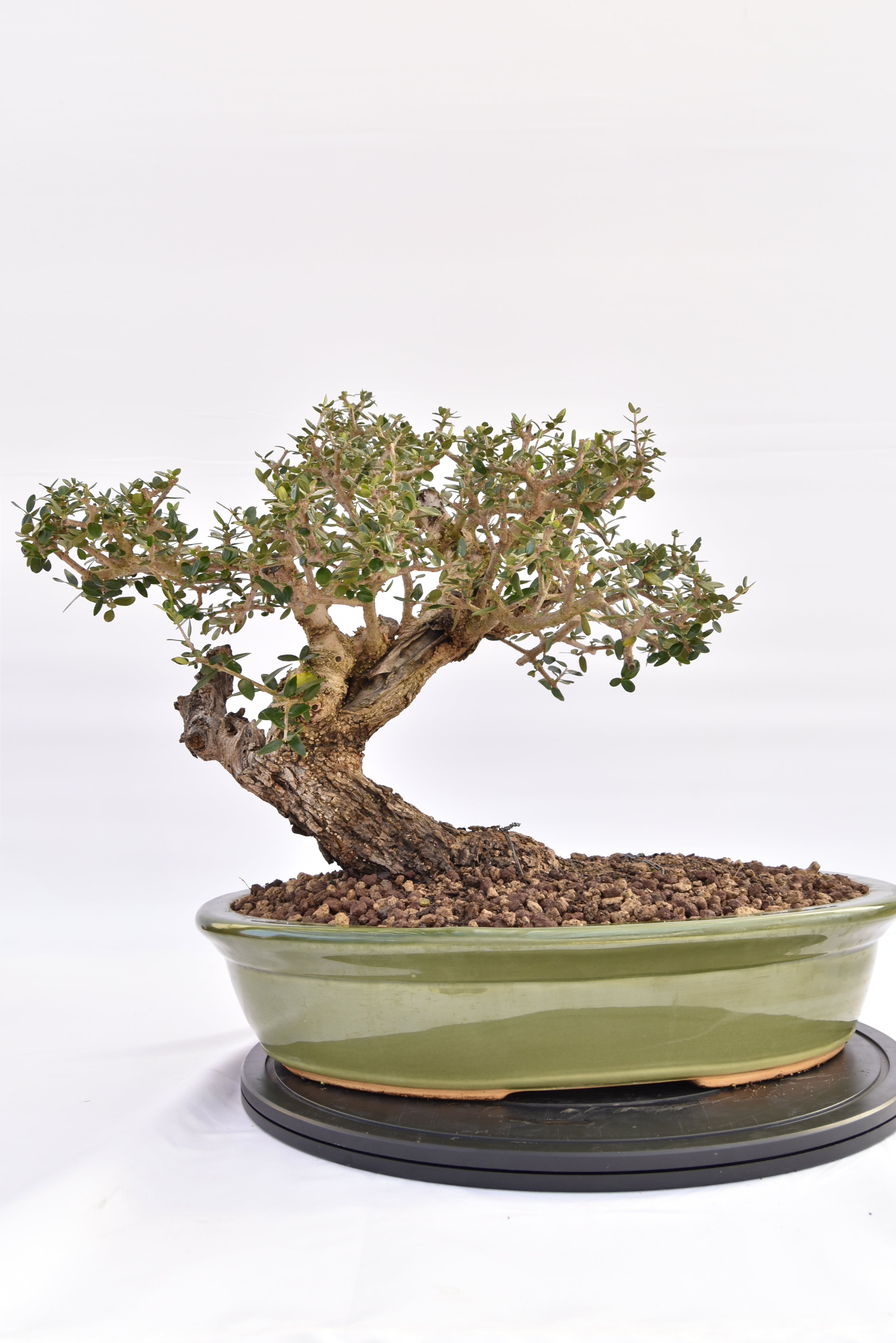 Olivastro € 450 | La Gemma del bonsai