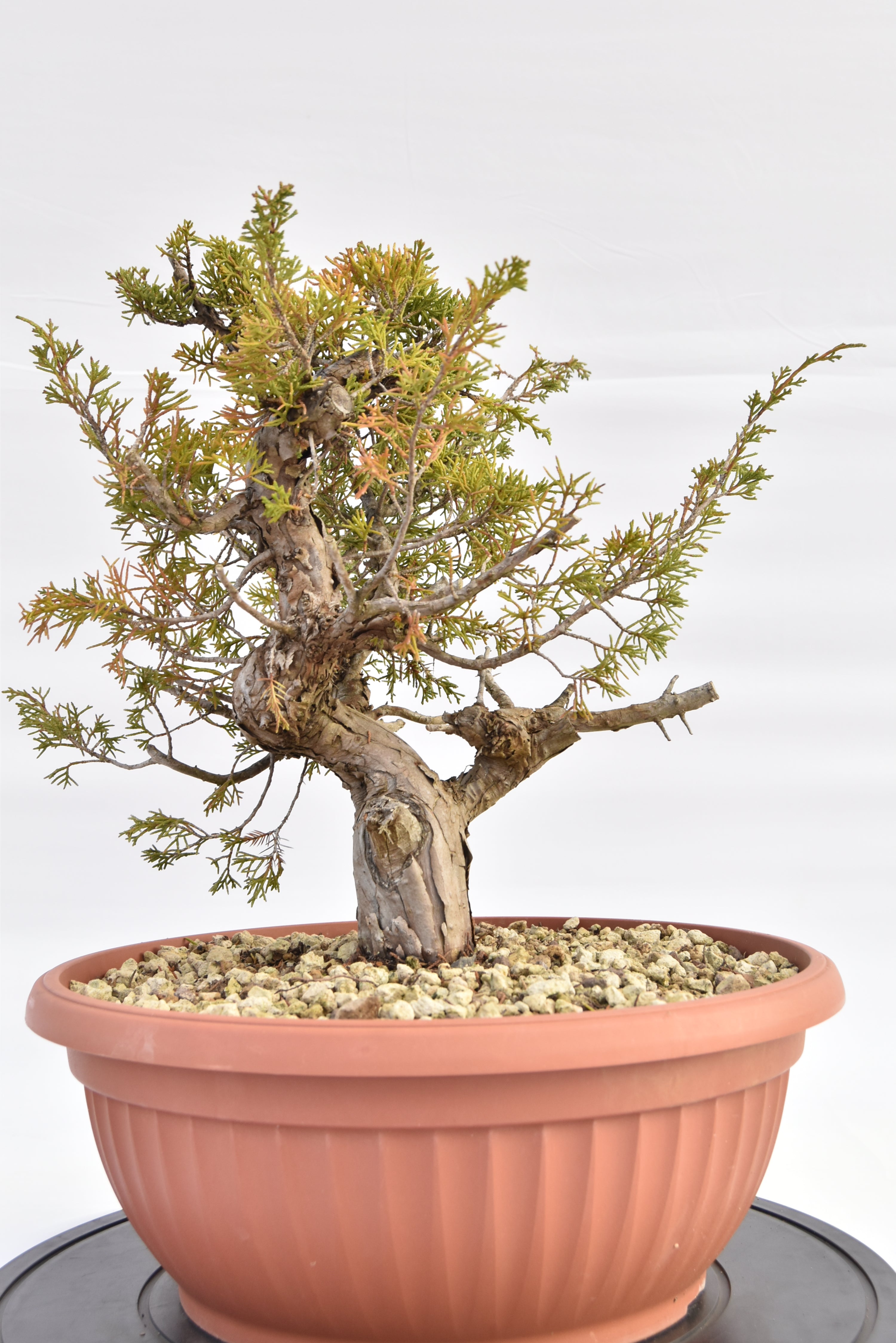 Ginepro Itoigawa €380 | La Gemma del bonsai