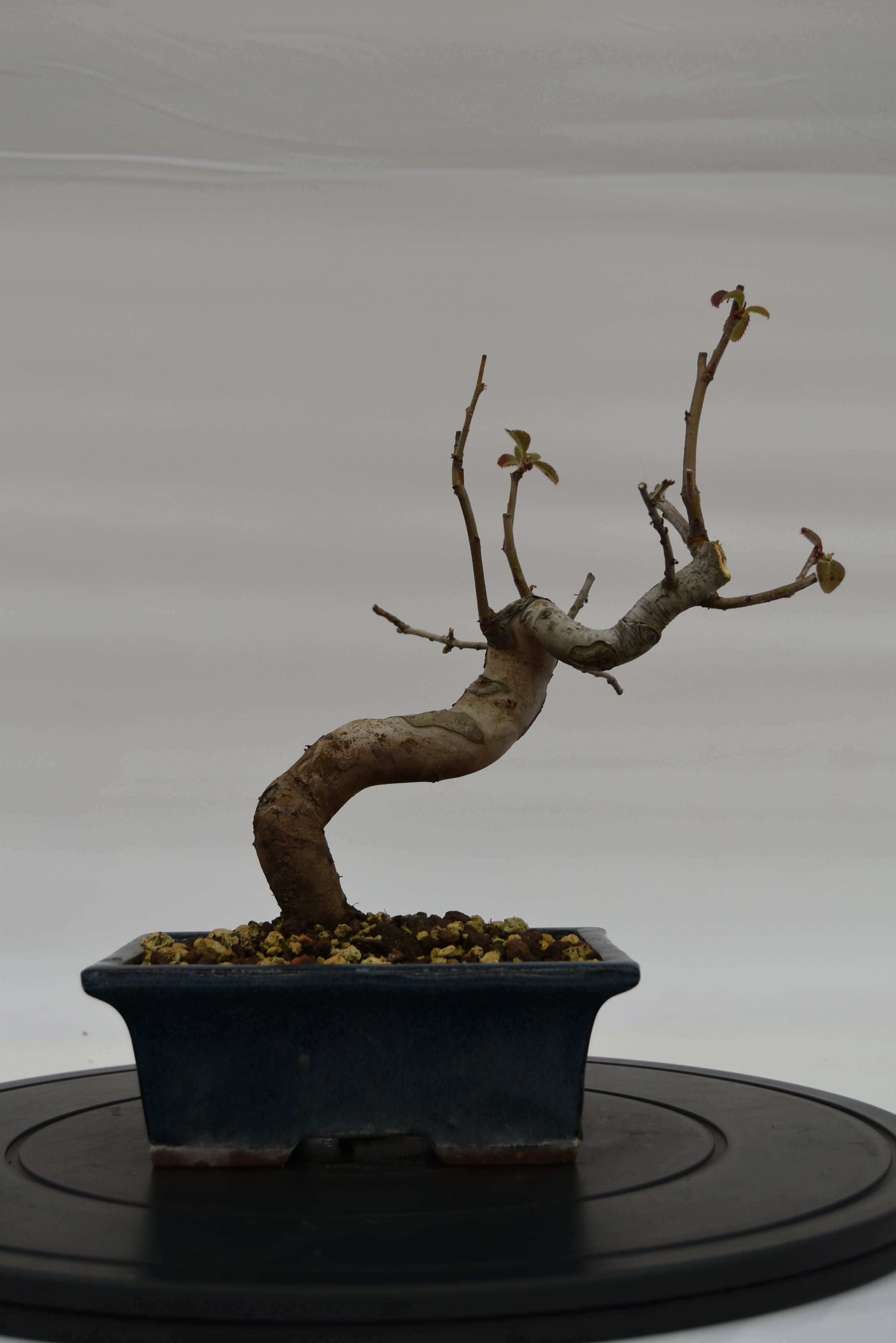 Pseudocydonia € 120 | La Gemma del bonsai