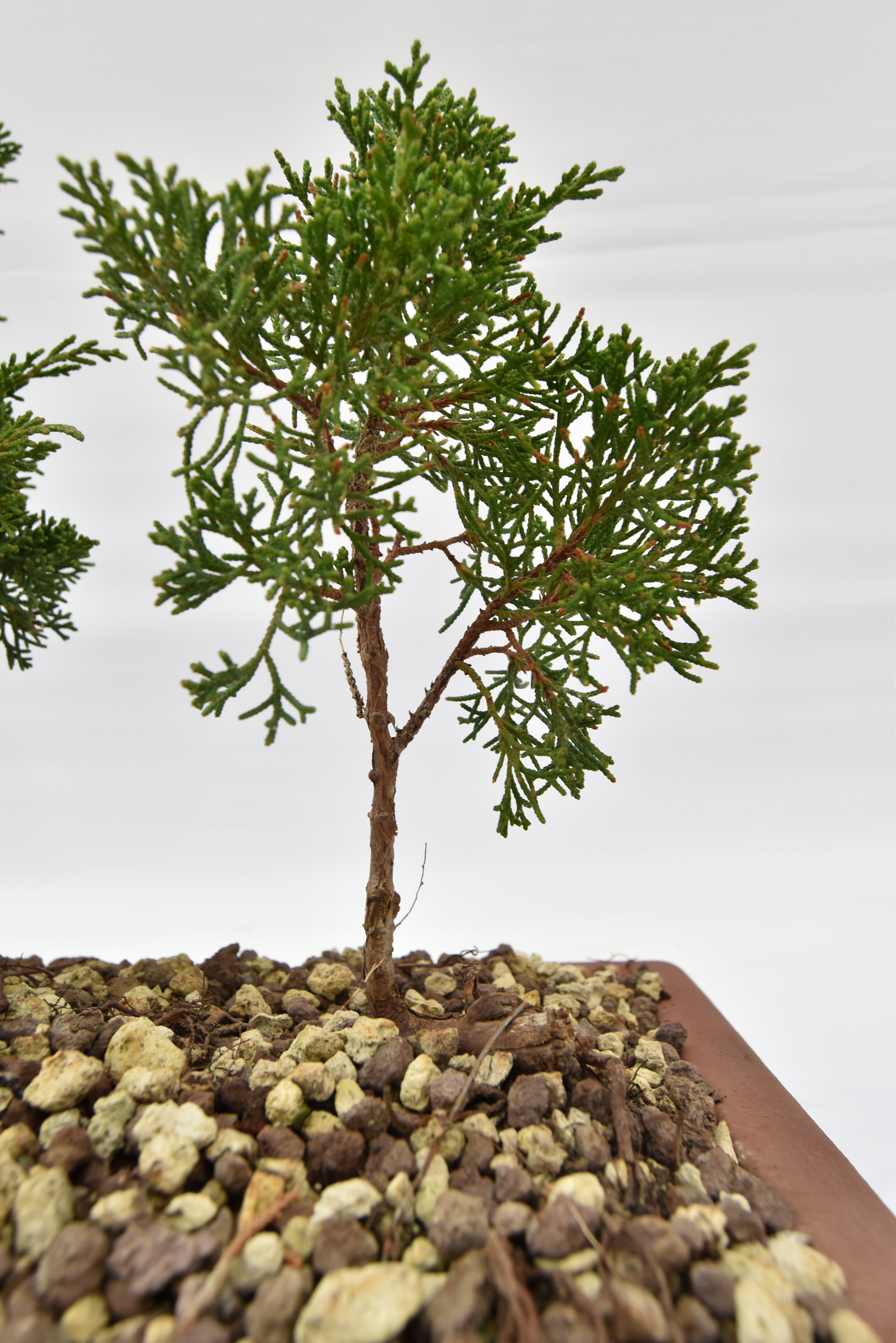 Zattera Kishu € 250 | La Gemma del bonsai