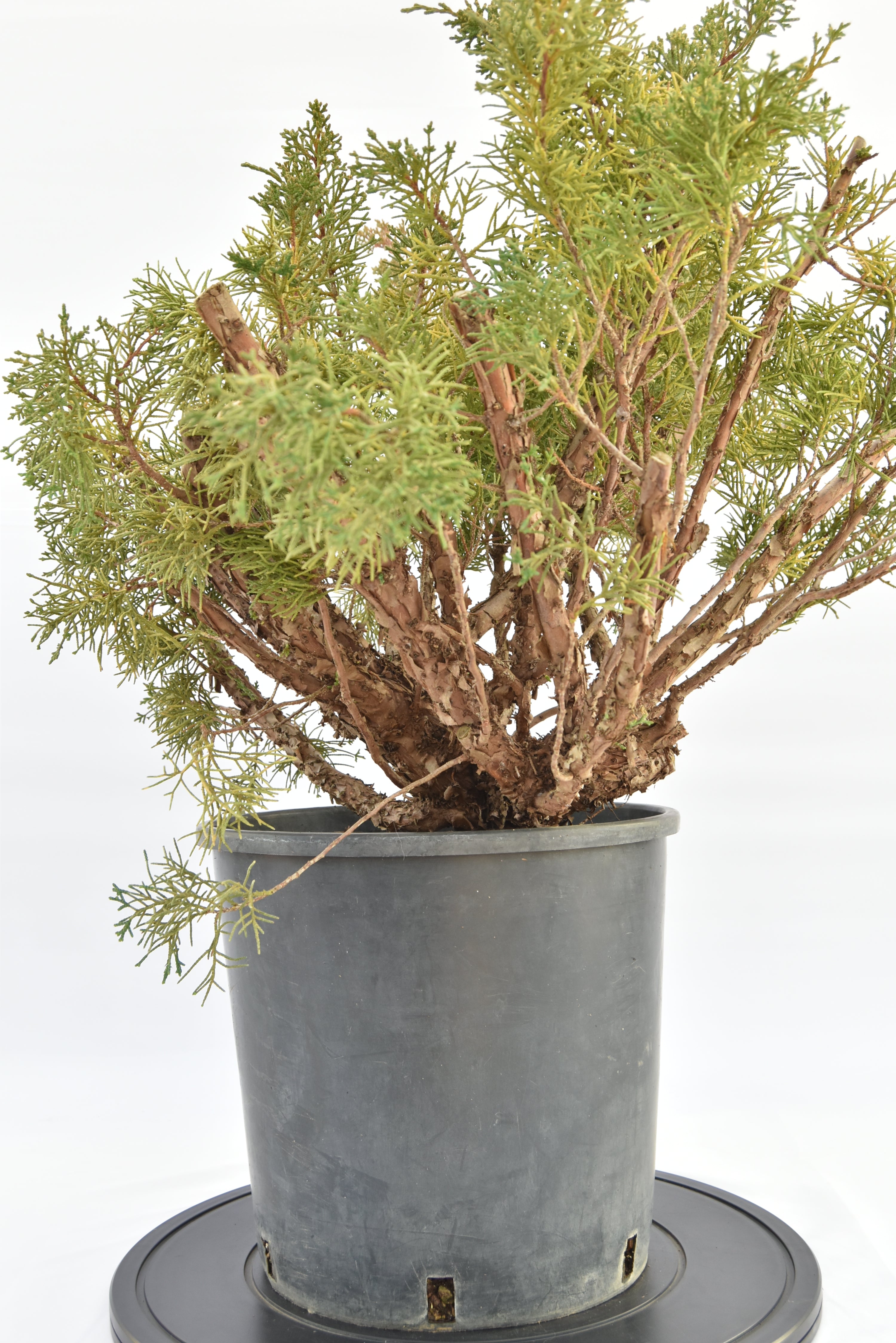 Ginepro Kishu €150 | La Gemma del bonsai