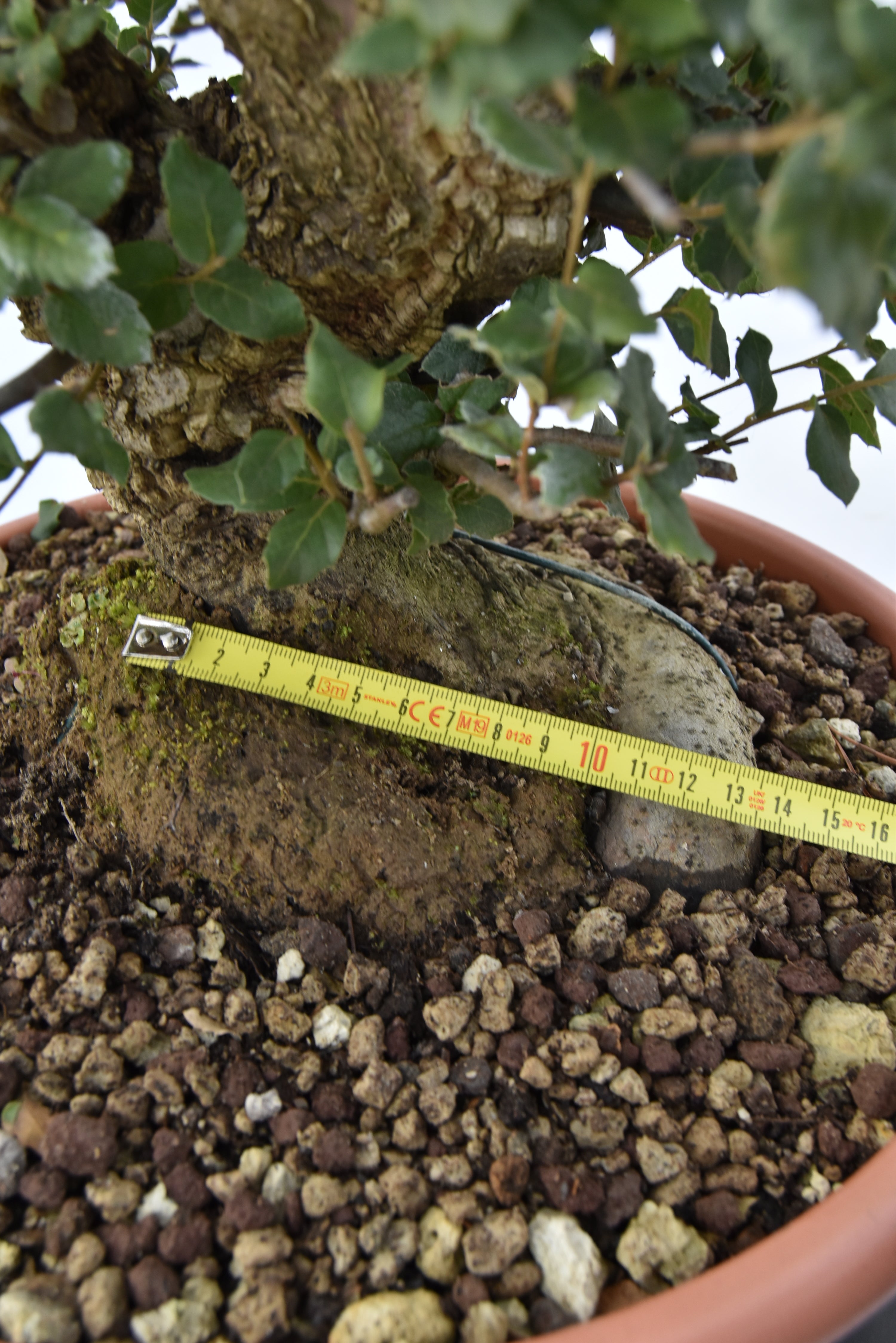 Quercia Sughera €380 | La Gemma del bonsai