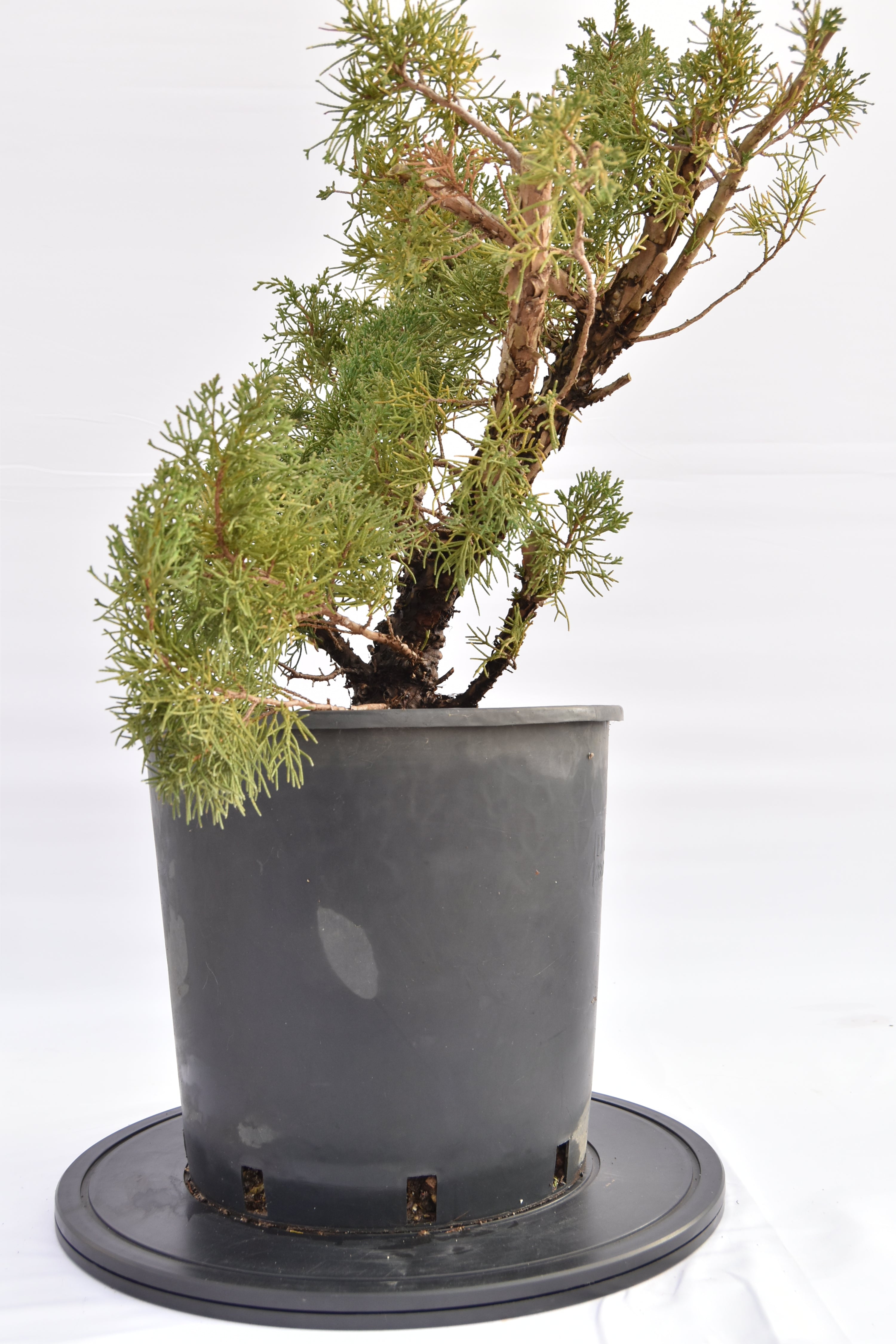 Ginepro Kishu € 150 | La Gemma del bonsai