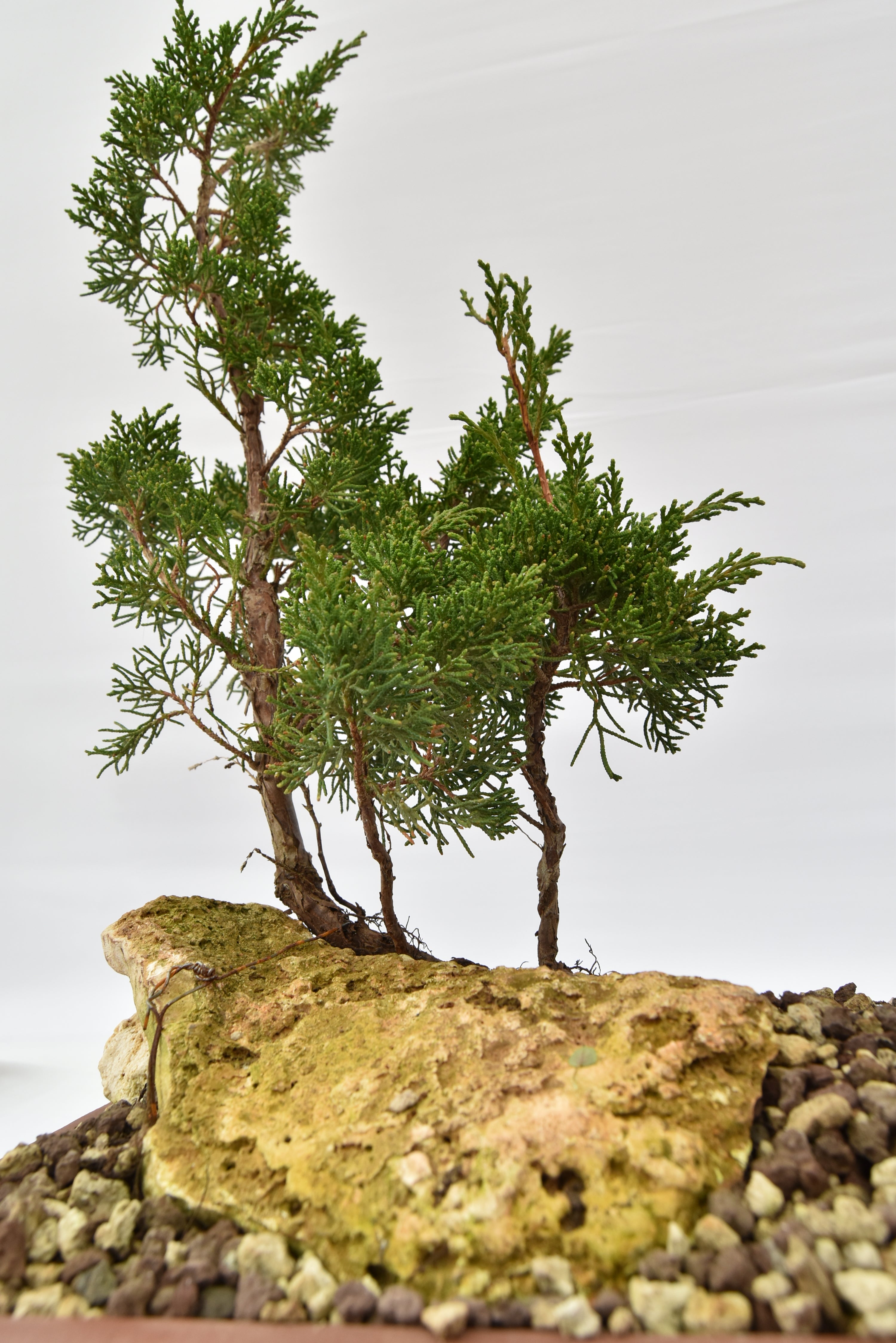 Zattera Kishu € 250 | La Gemma del bonsai