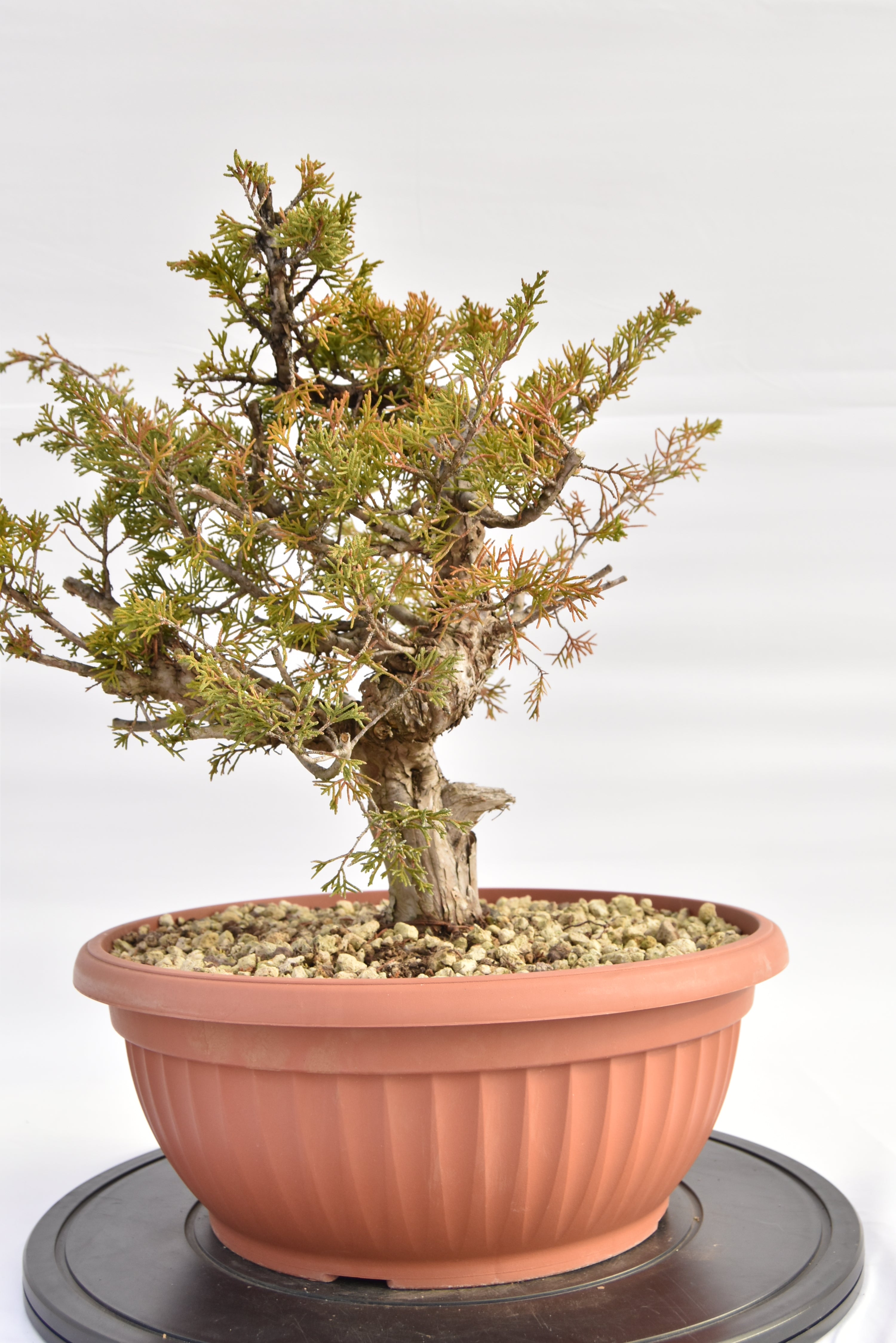 Ginepro Itoigawa €380 | La Gemma del bonsai