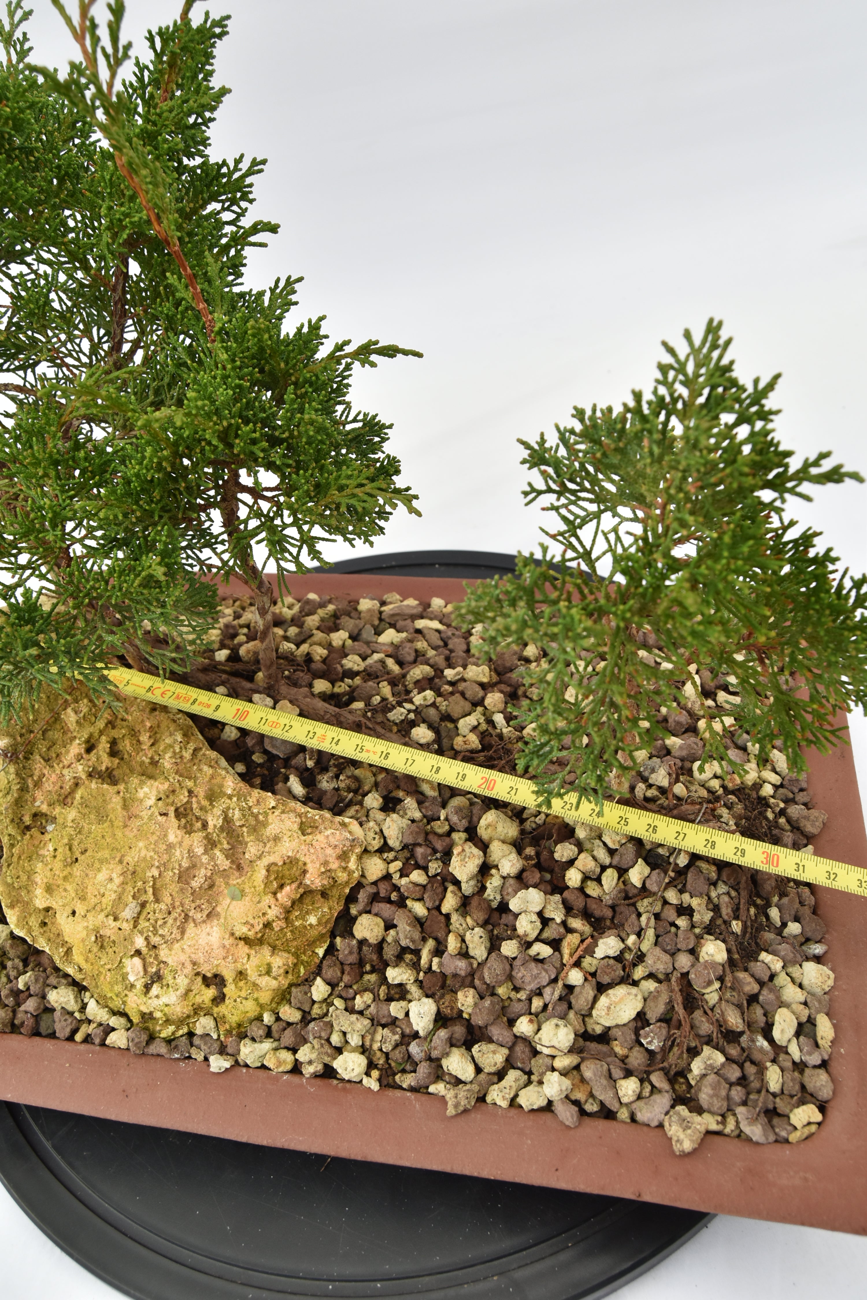Zattera Kishu € 250 | La Gemma del bonsai