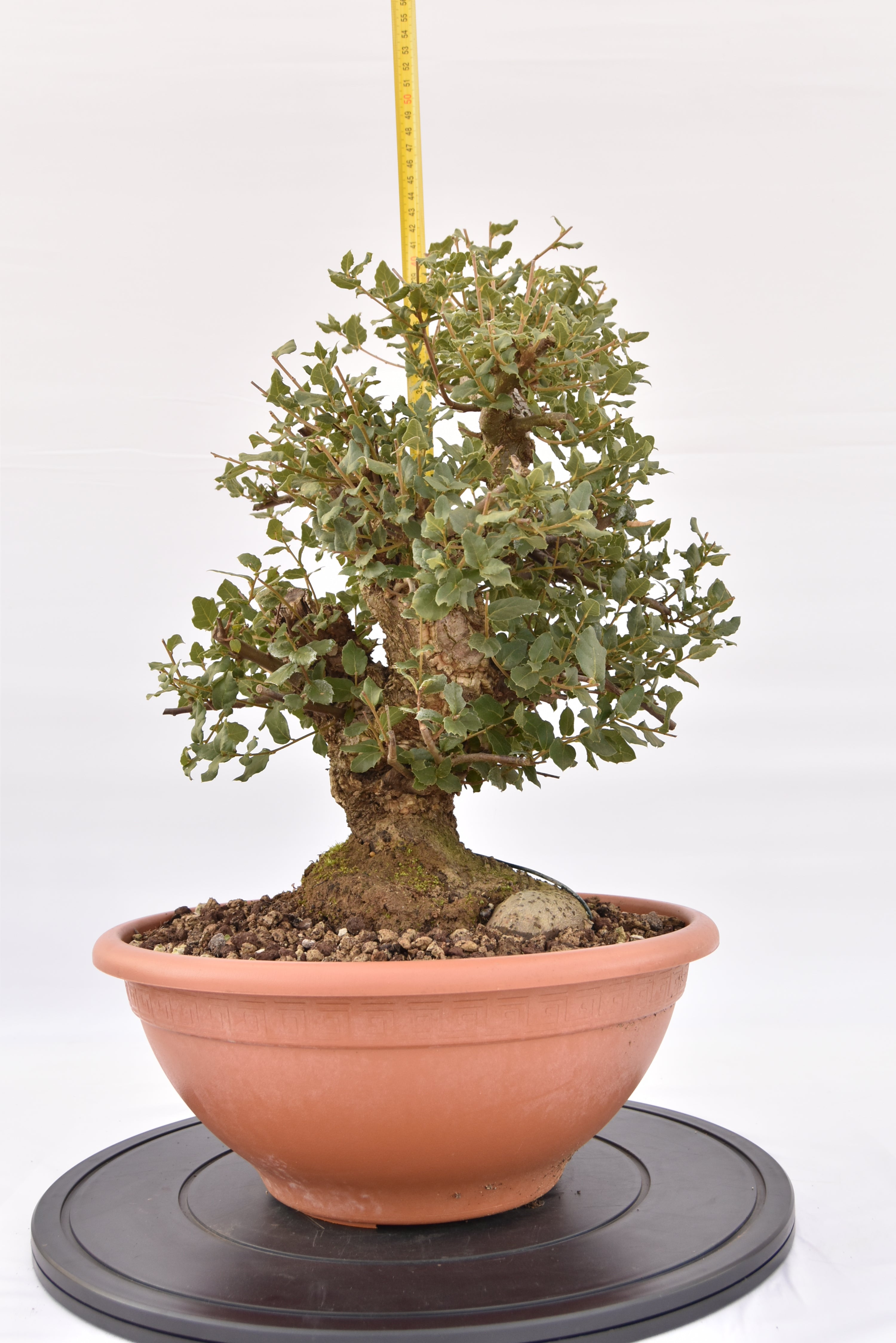 Quercia Sughera €380 | La Gemma del bonsai