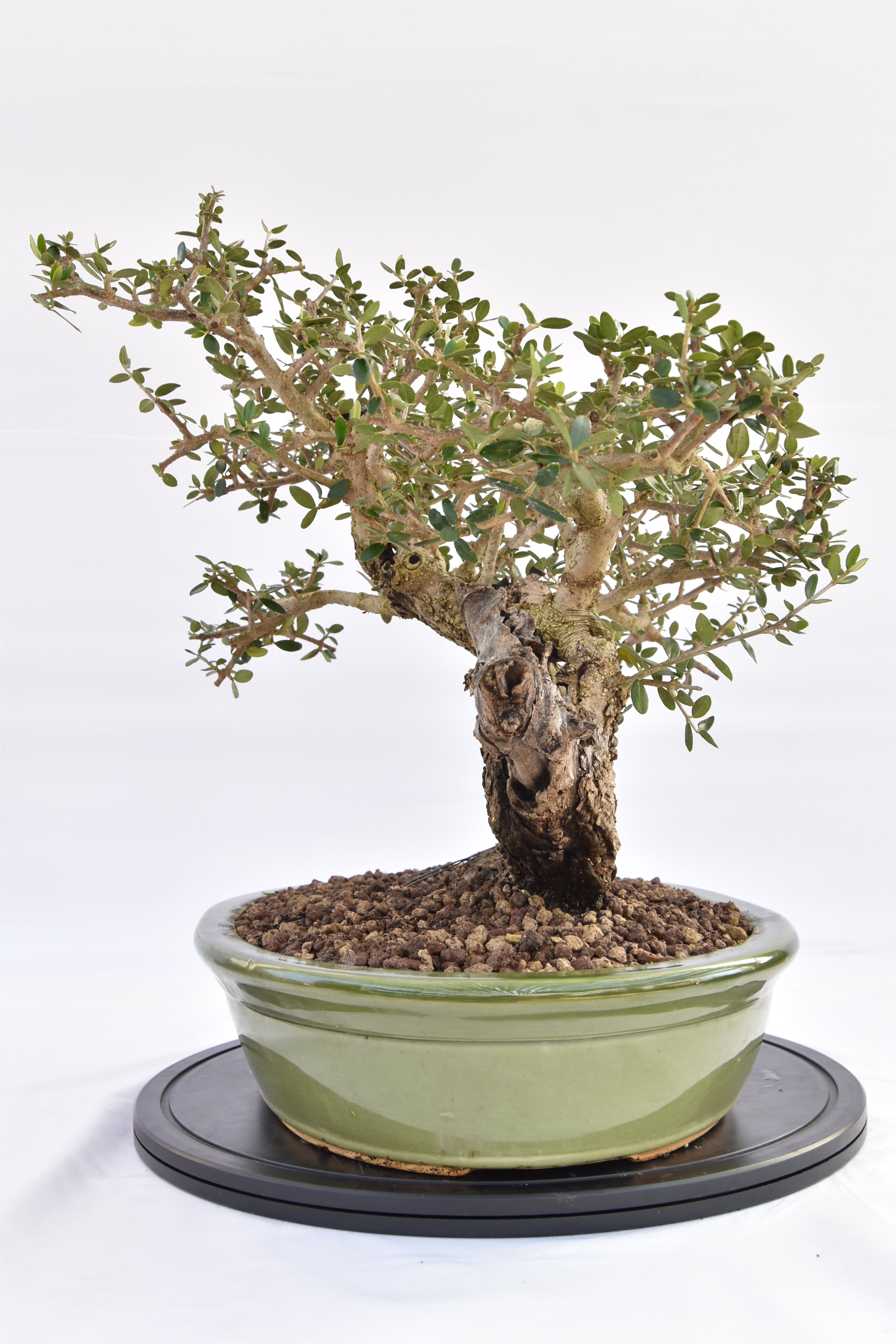 Olivastro € 450 | La Gemma del bonsai