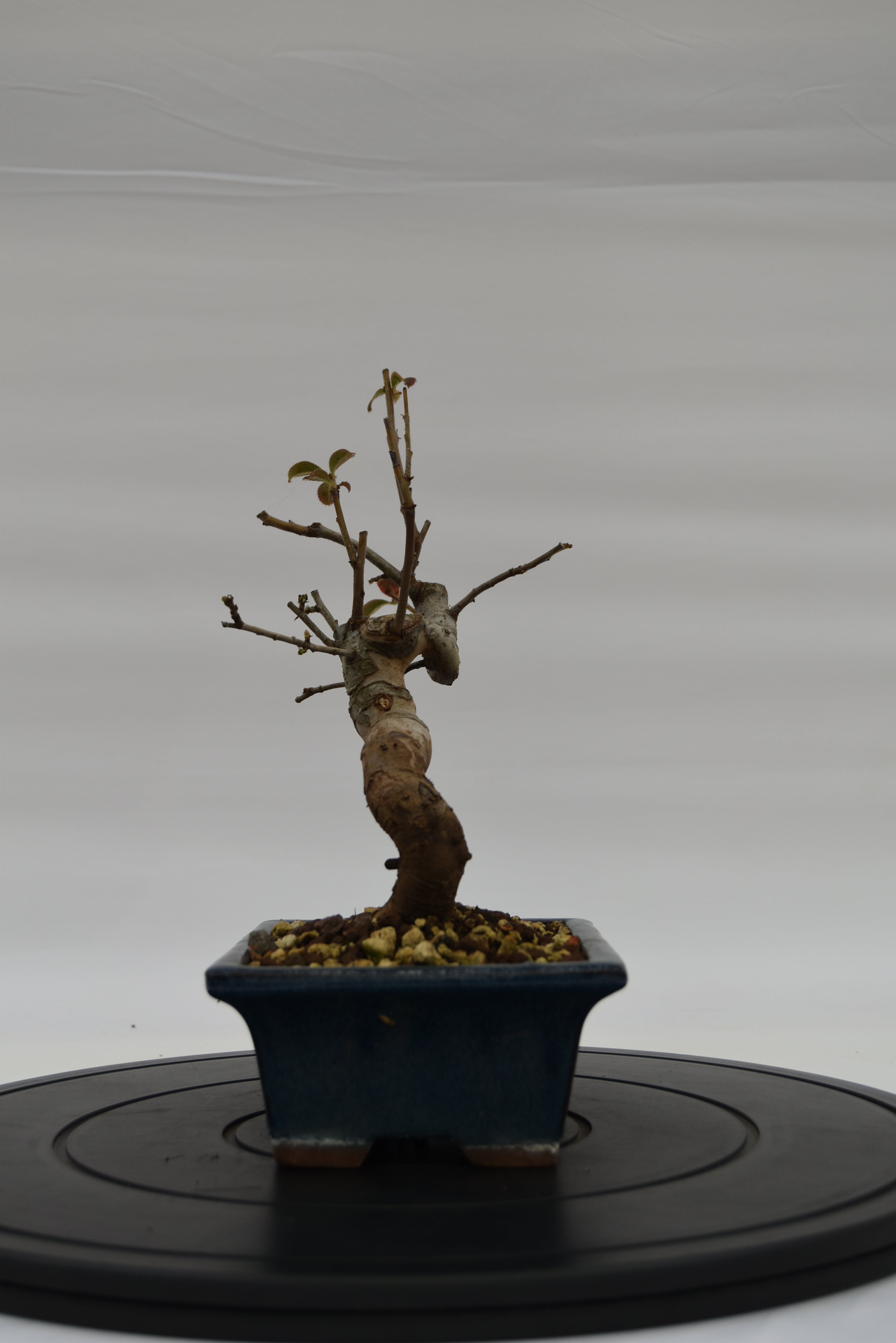 Pseudocydonia € 120 | La Gemma del bonsai