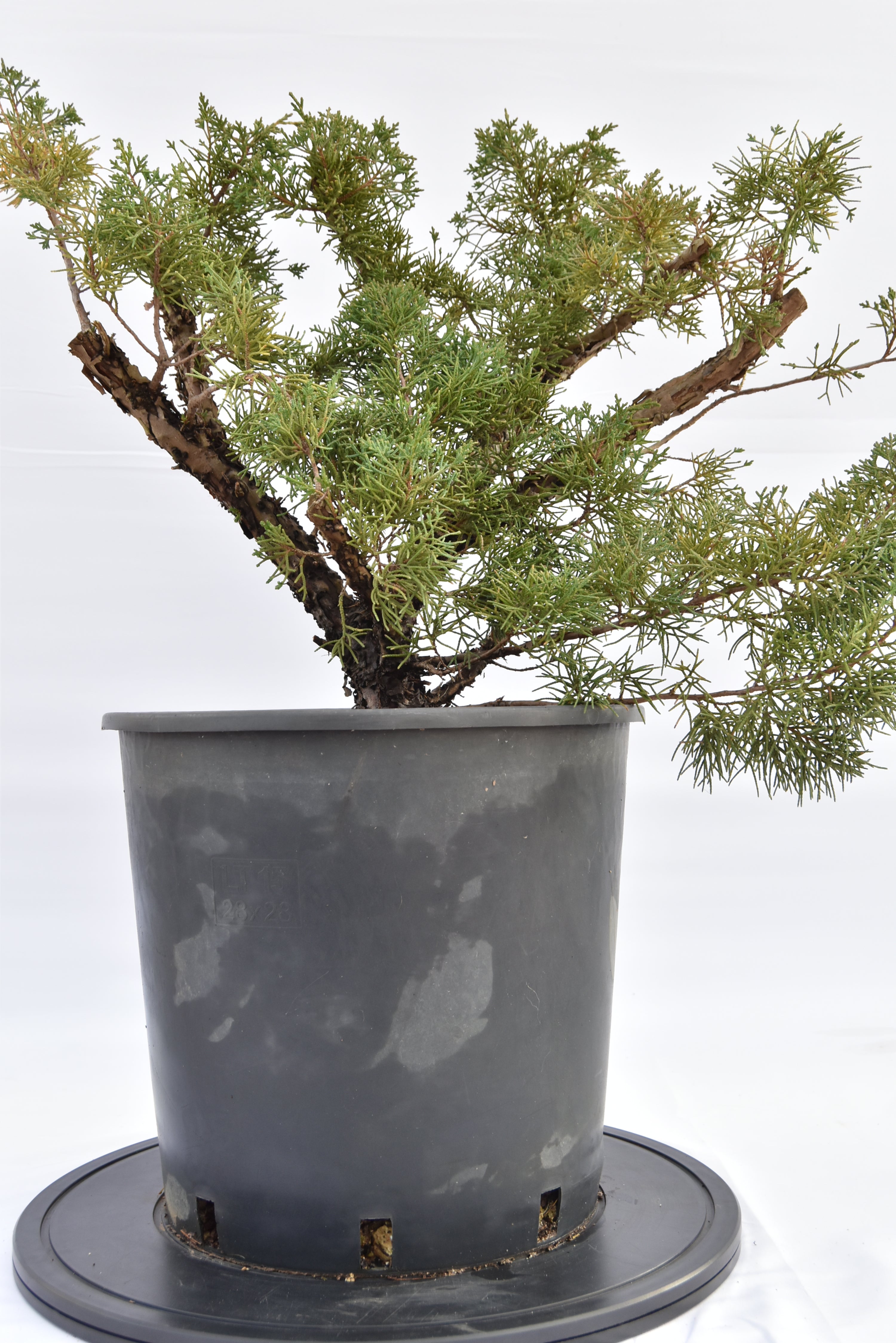Ginepro Kishu € 150 | La Gemma del bonsai