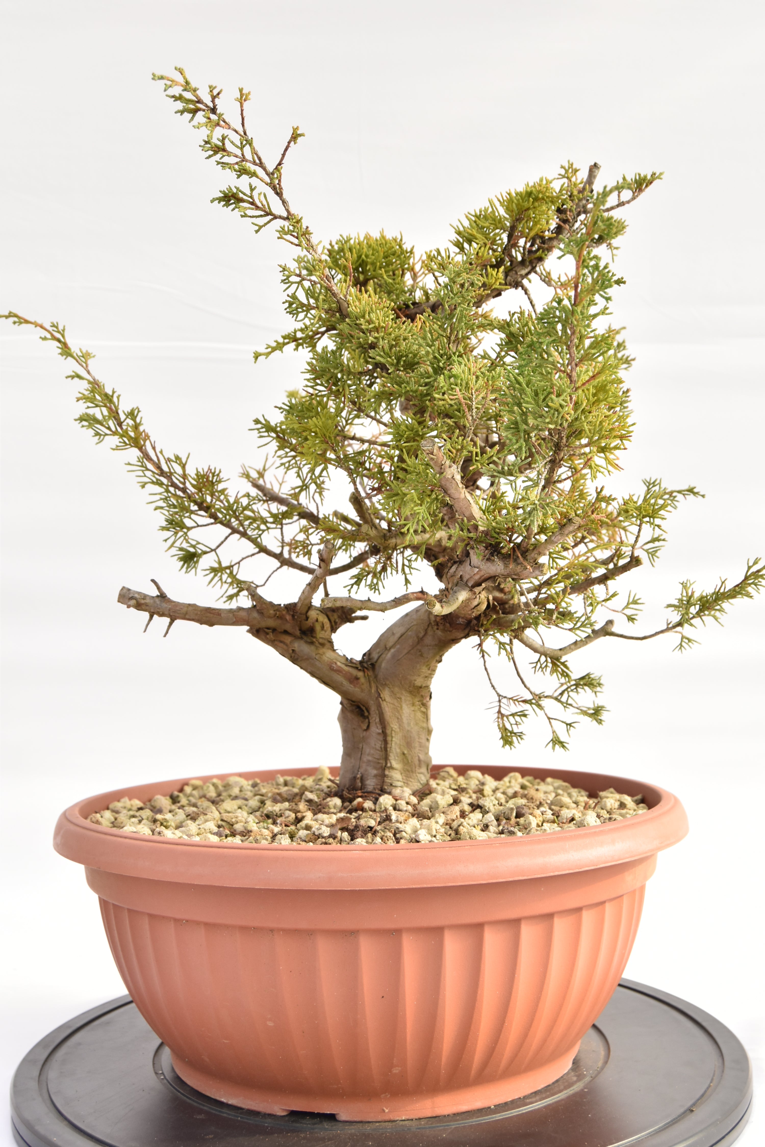 Ginepro Itoigawa €380 | La Gemma del bonsai