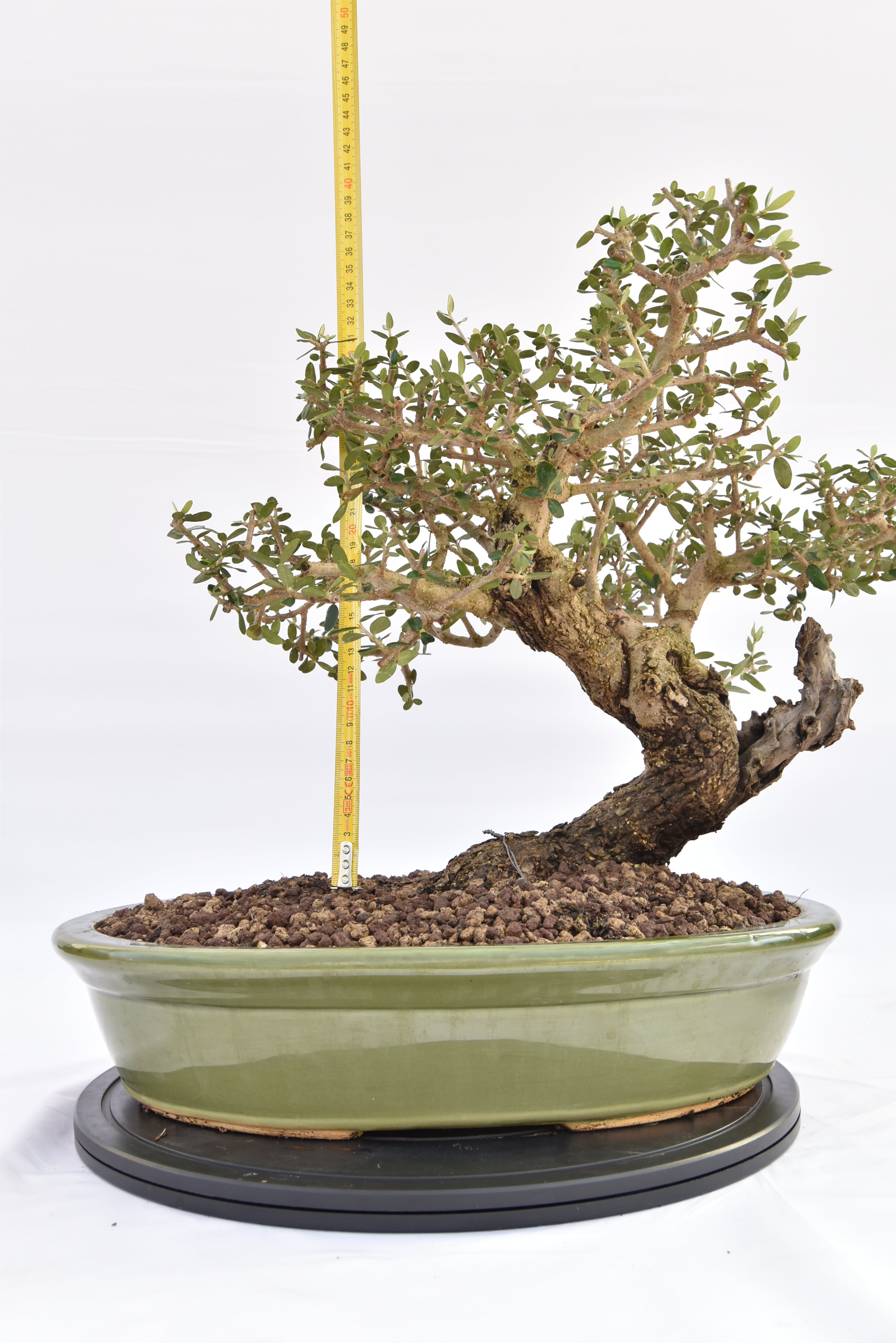 Olivastro € 450 | La Gemma del bonsai