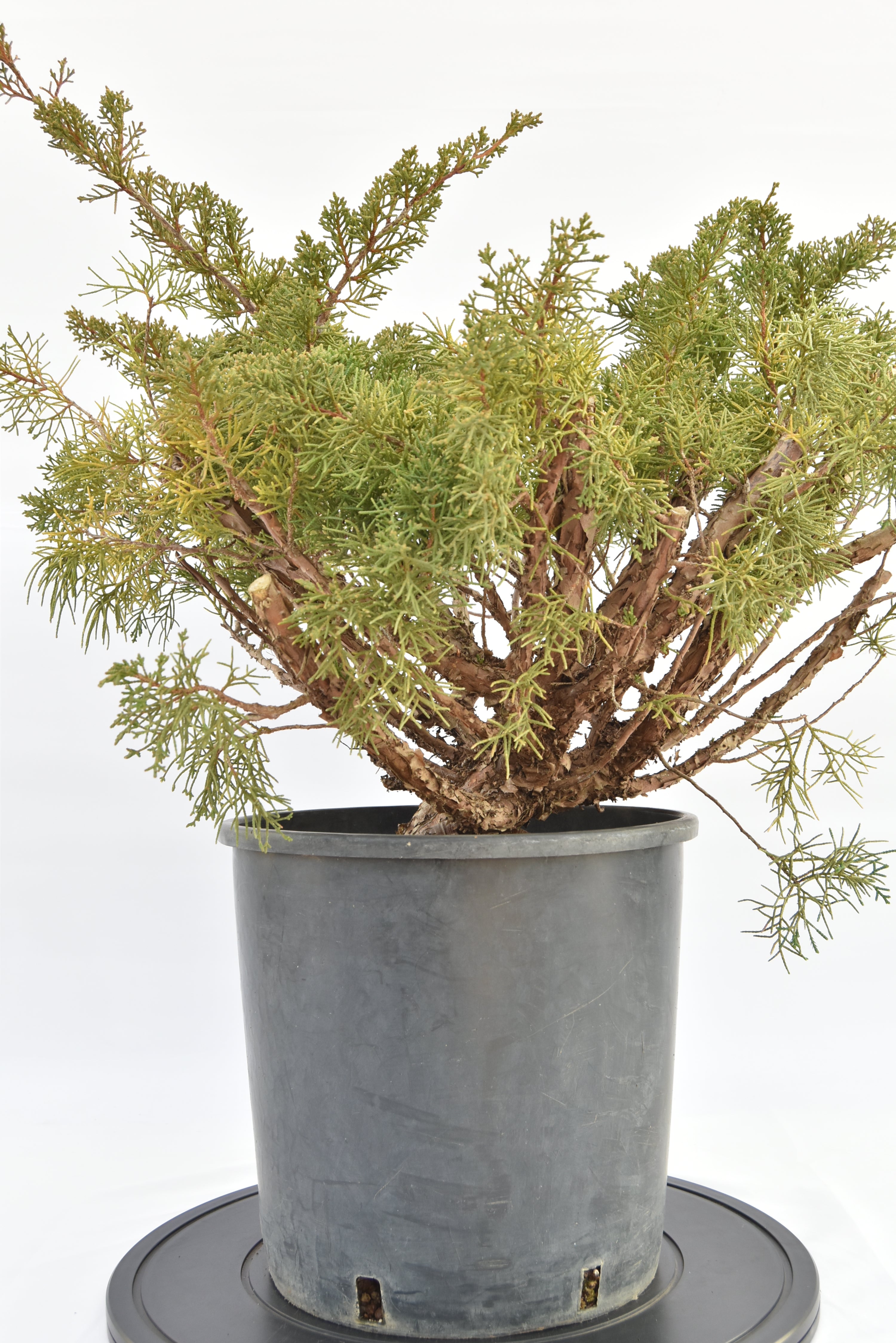 Ginepro Kishu €150 | La Gemma del bonsai