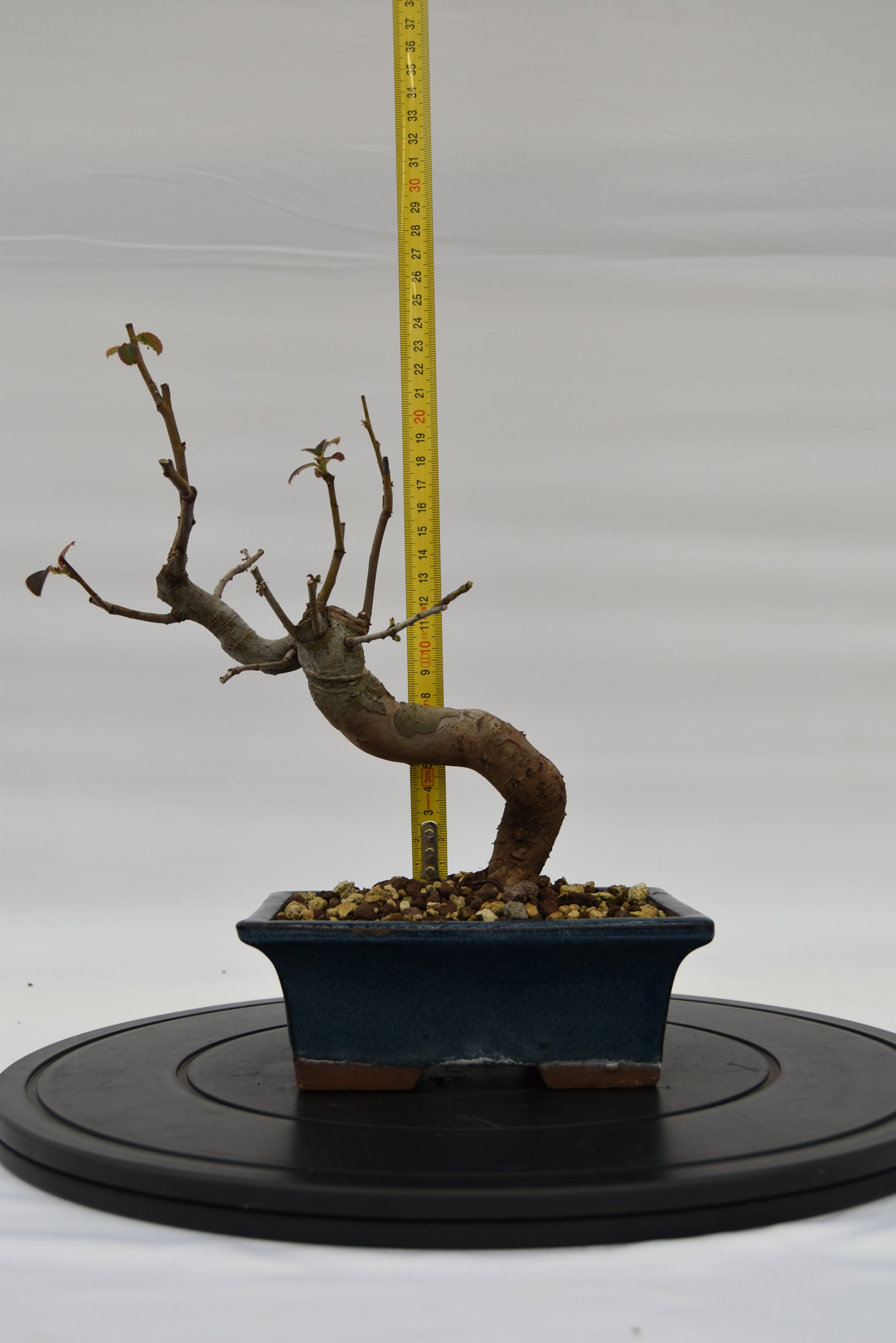 Pseudocydonia € 120 | La Gemma del bonsai